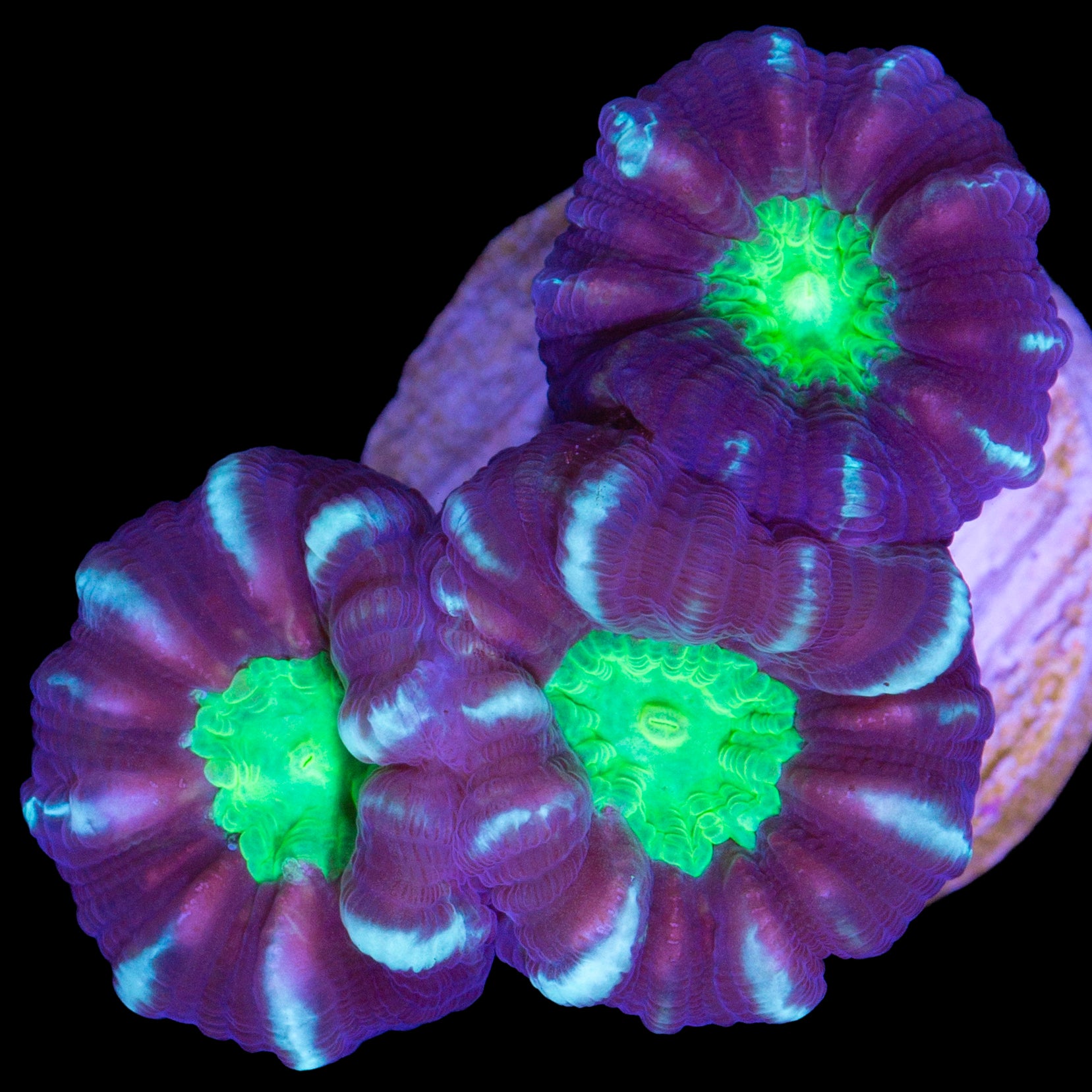 Green Eye Candy Cane Coral