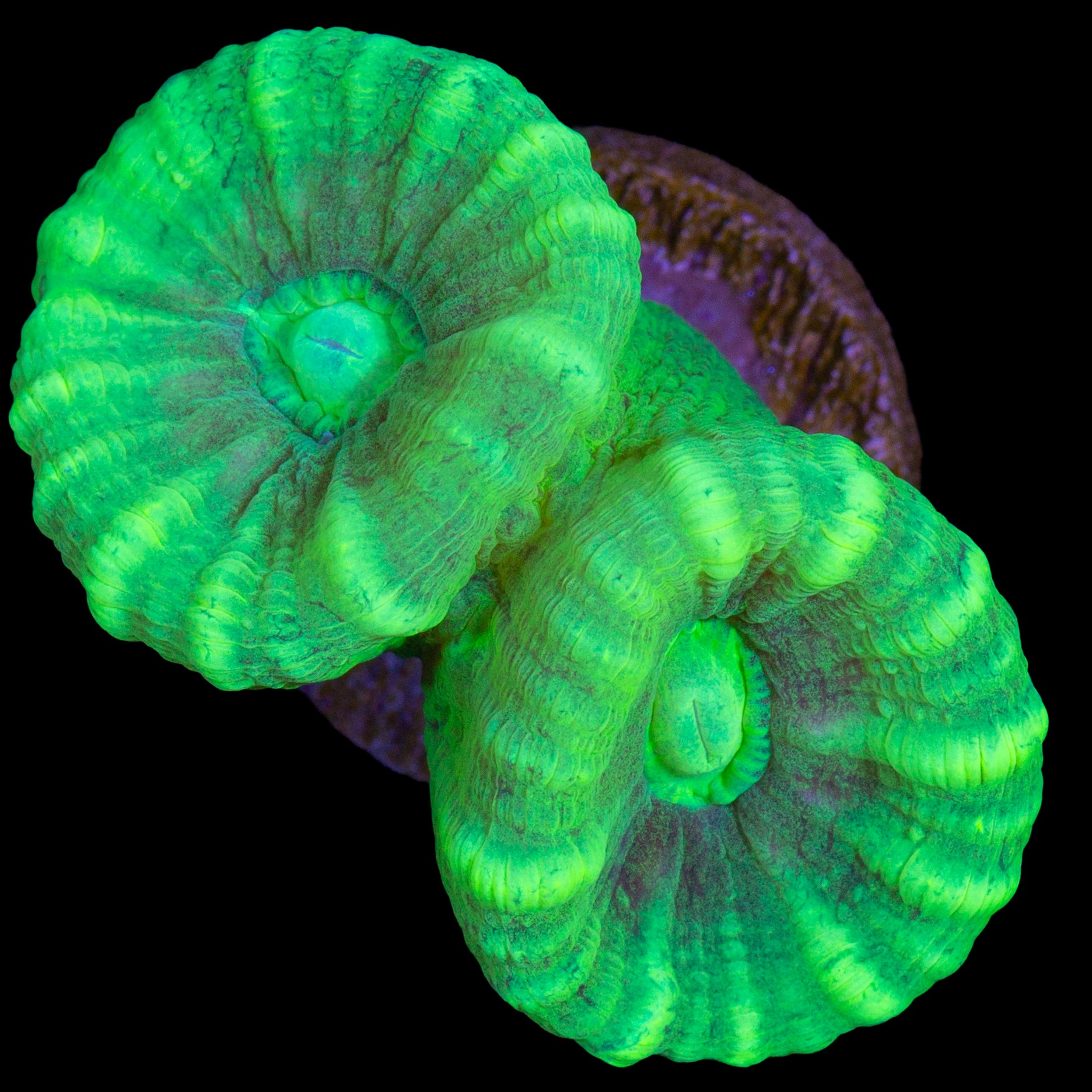 Kryptonite Candy Cane Coral