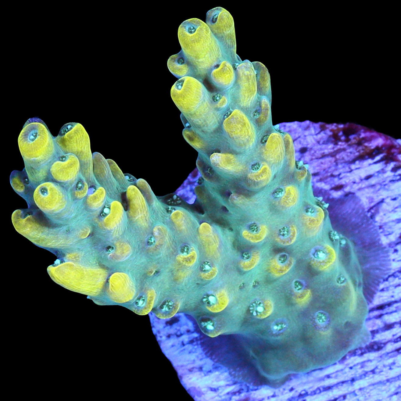 Yellowjacket Acropora Coral
