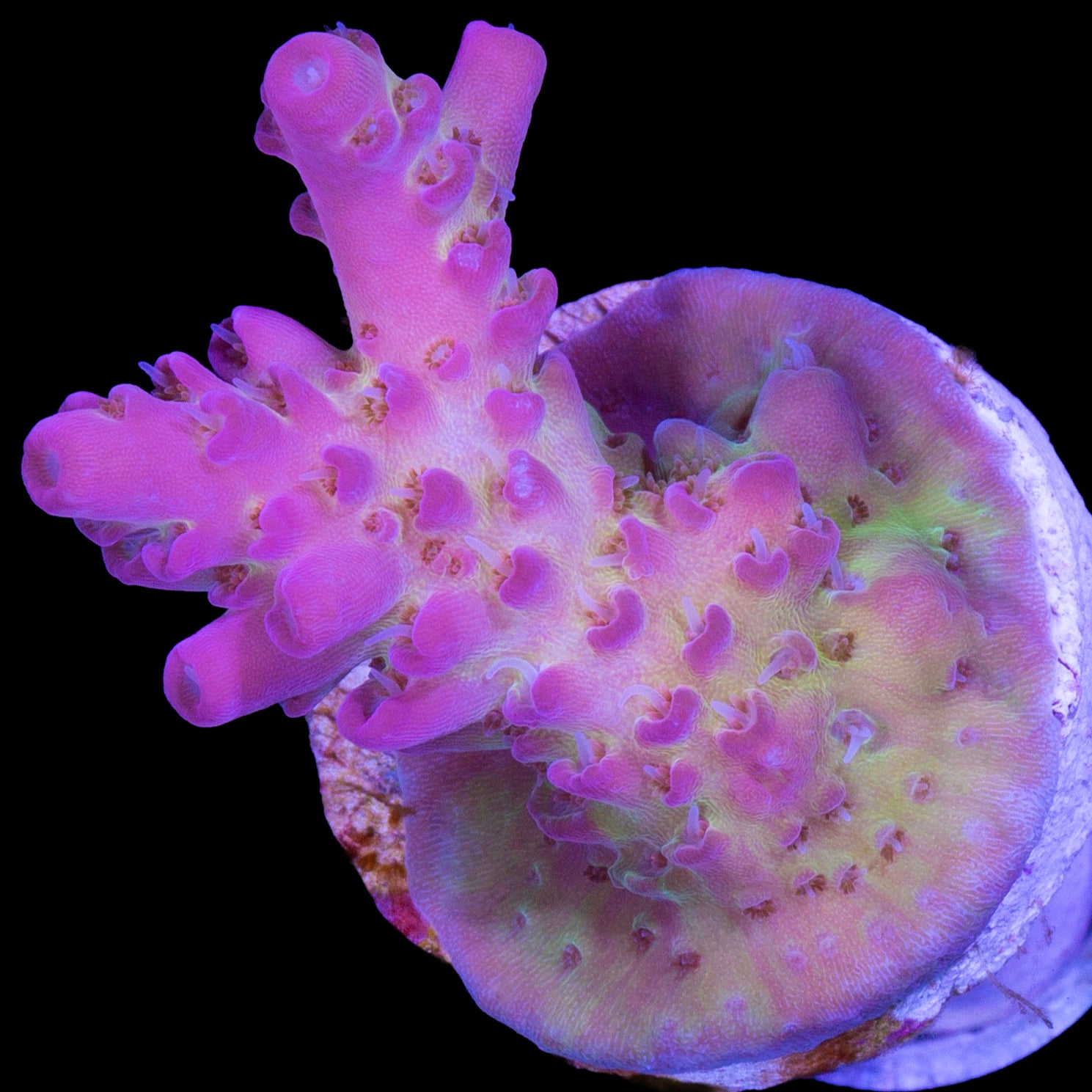 Tierra Del Fuego Acropora Coral