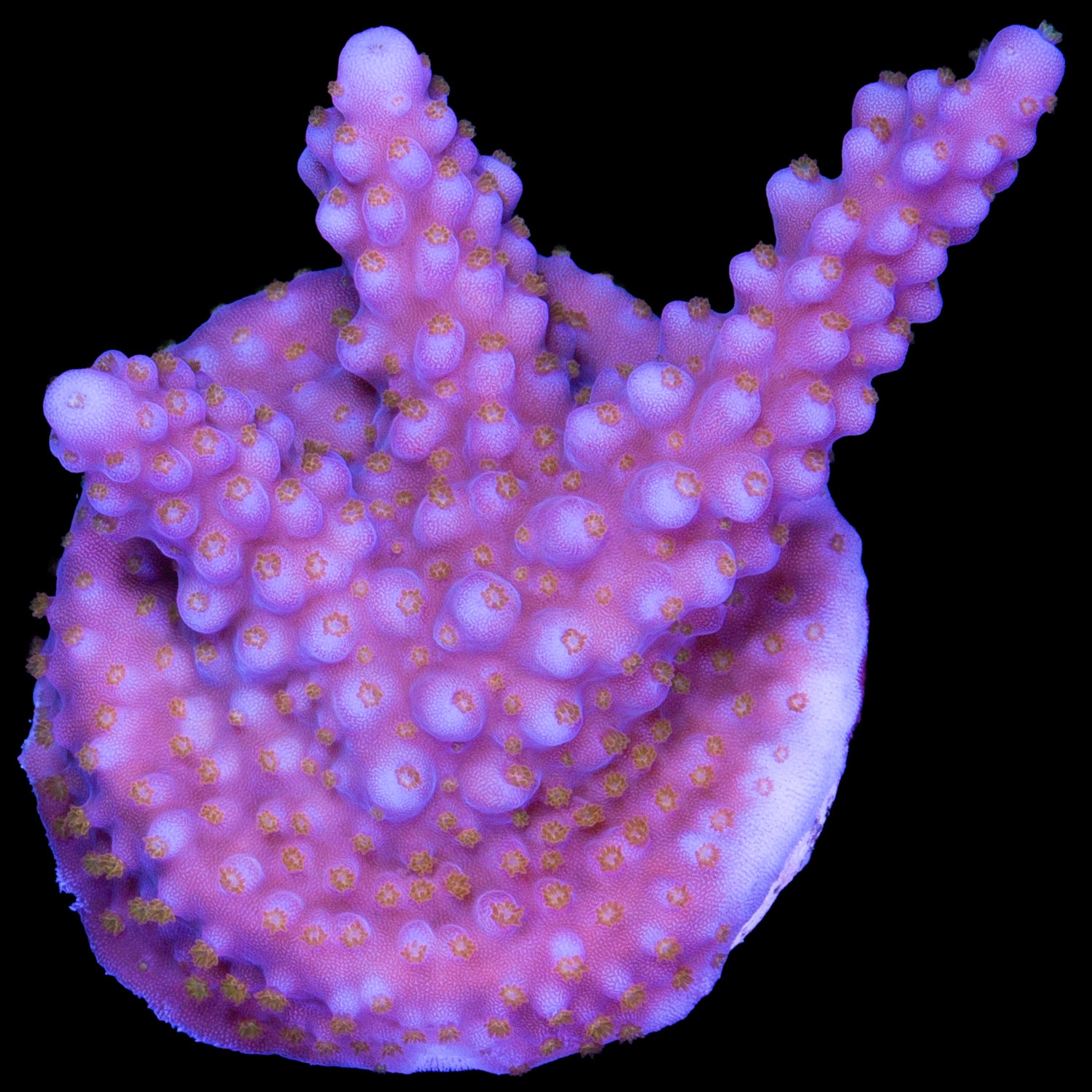 ARC Fireworks Acropora Coral