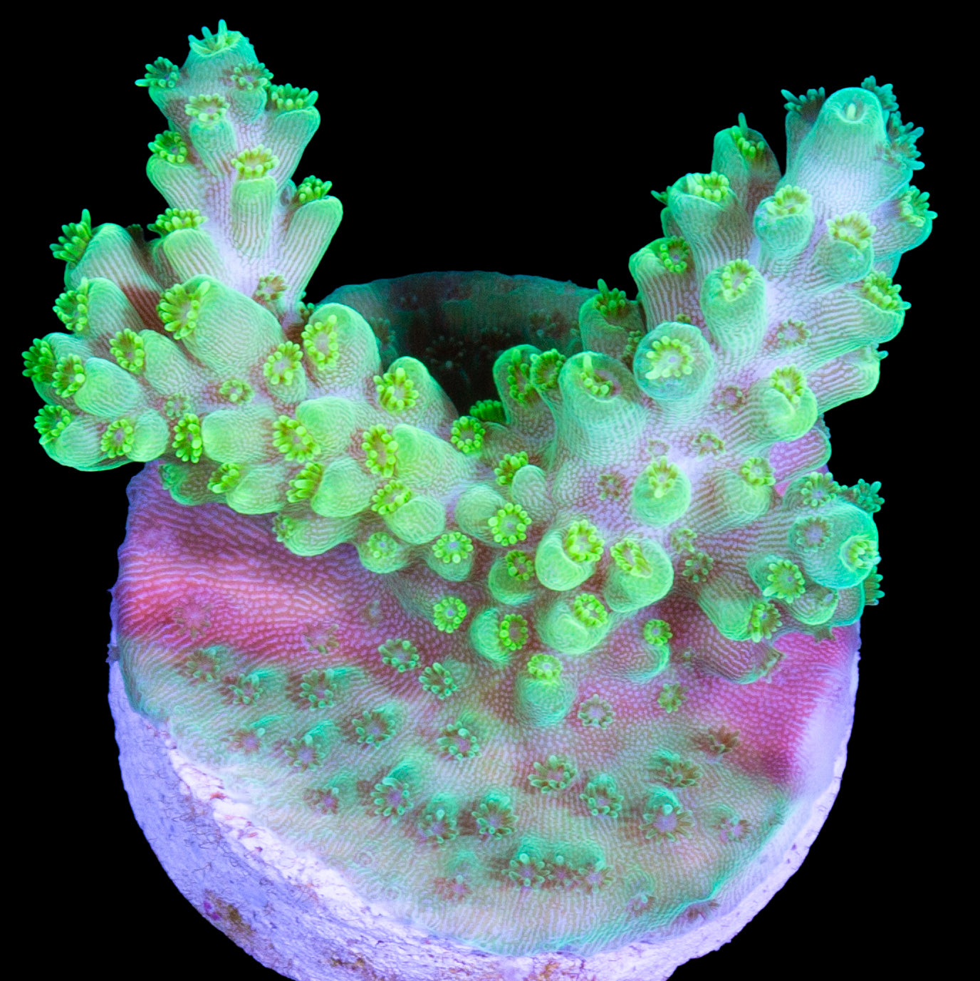 Green Flash Acropora Coral