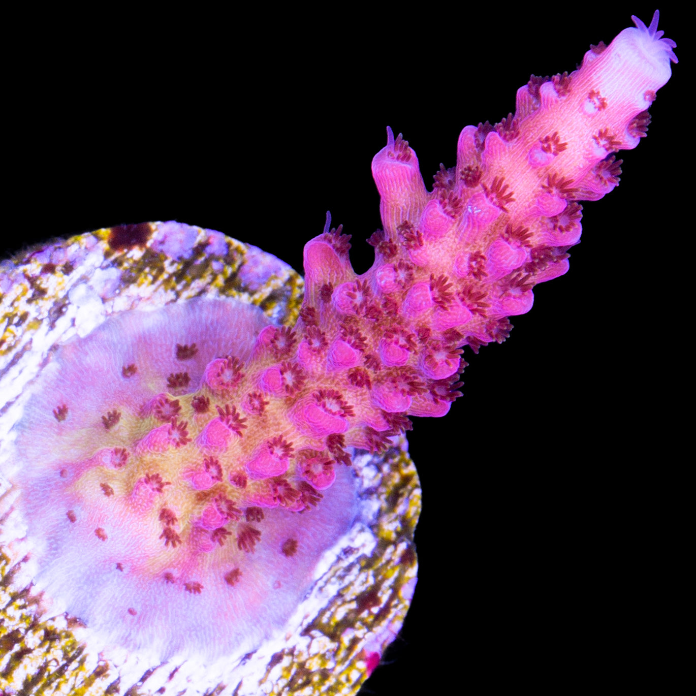PC Rainbow Acropora Coral