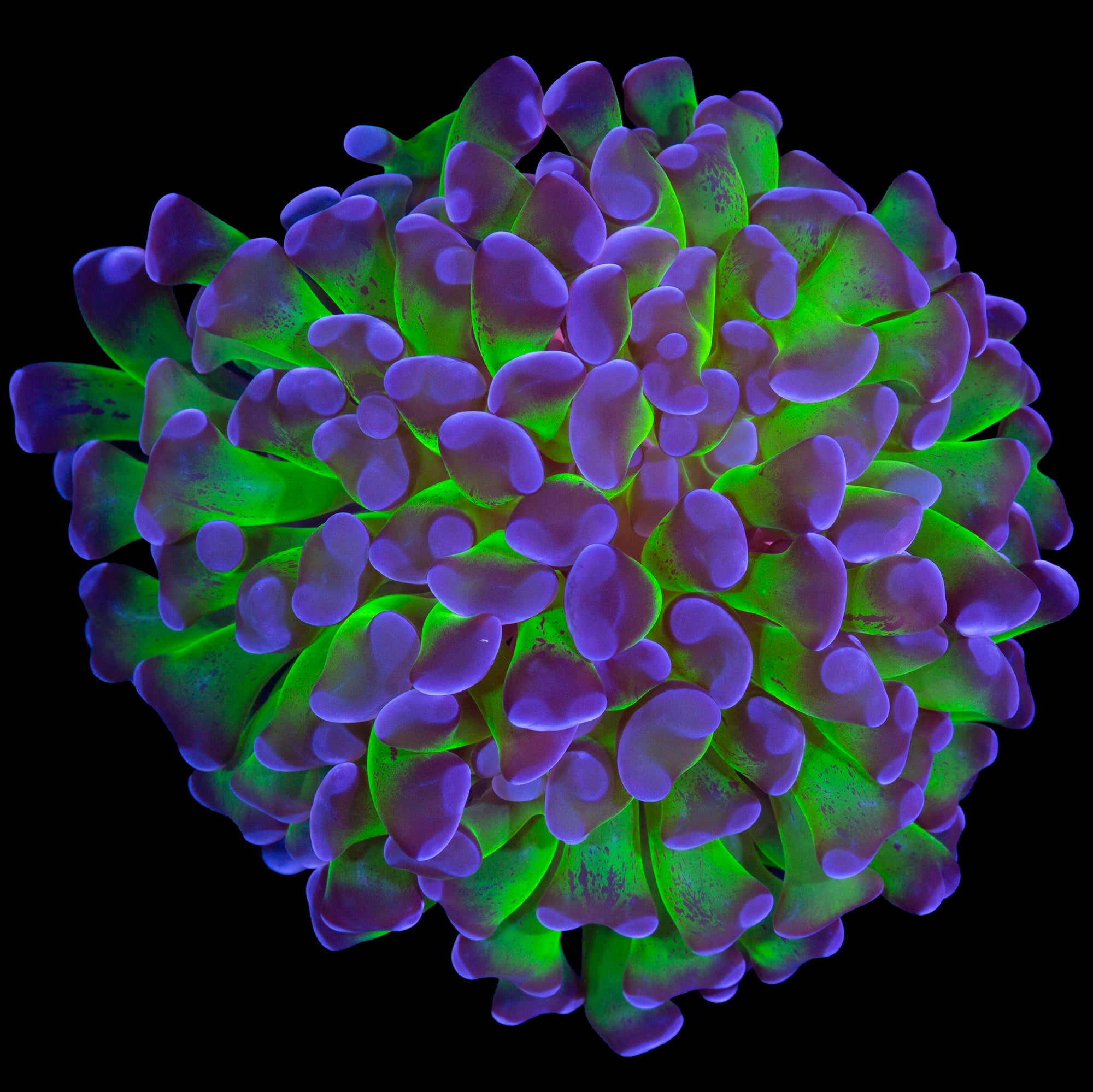 Purple & Green Branching Hammer Coral