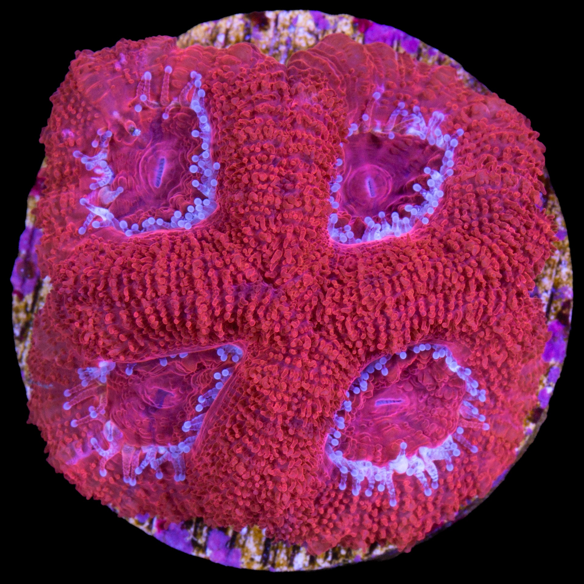 Blood Red Acan Coral