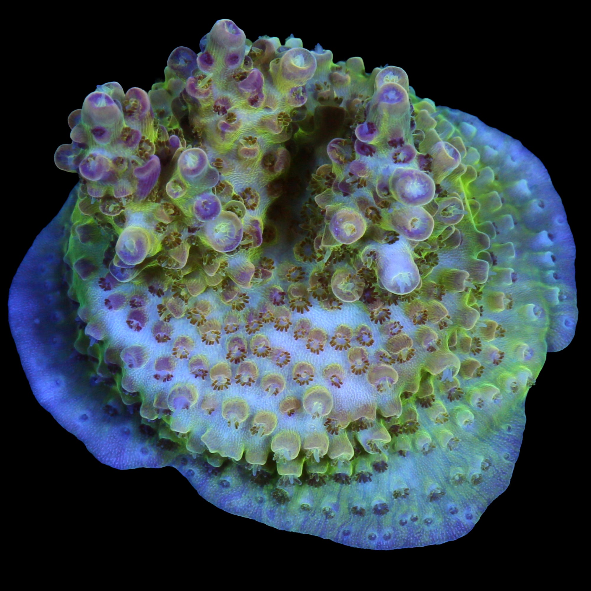 Rose Petal Acropora Coral