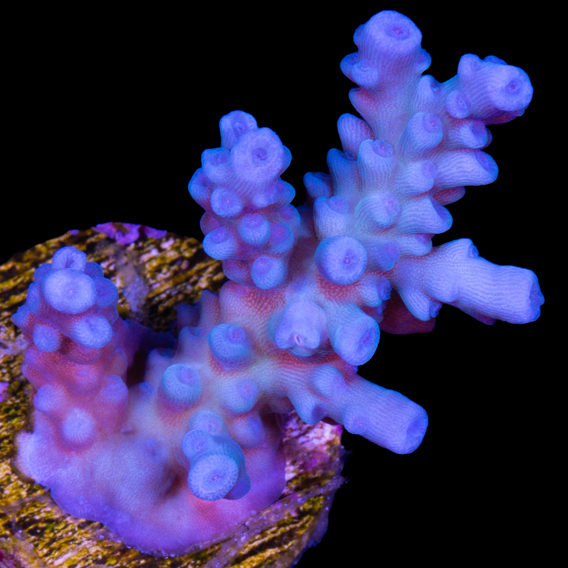 Ultra Blue Tenuis Acropora Coral