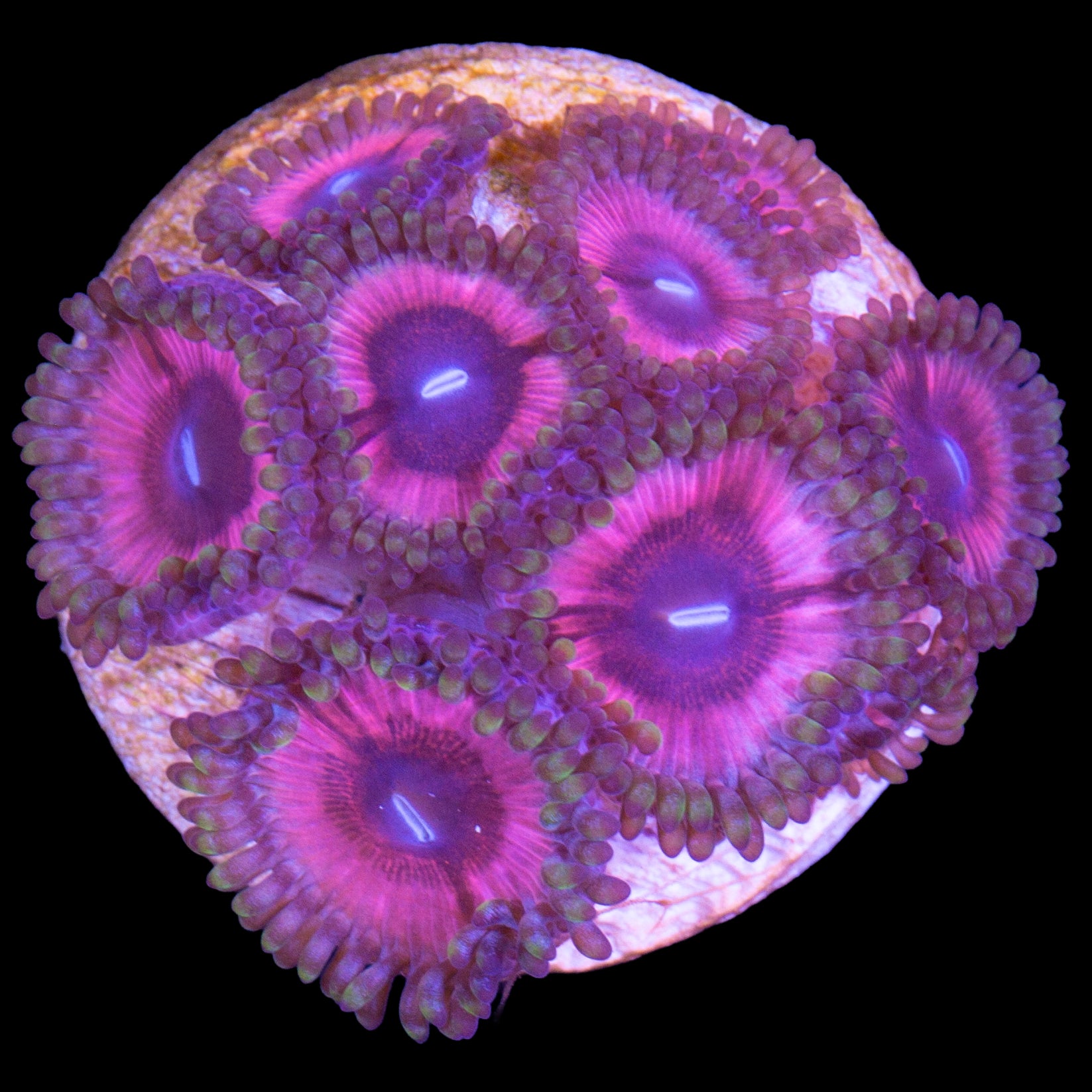 Cat Eye Zoanthids