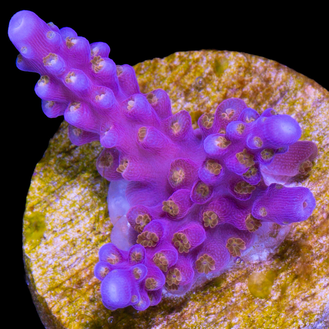 ARC Fireworks Acropora Coral
