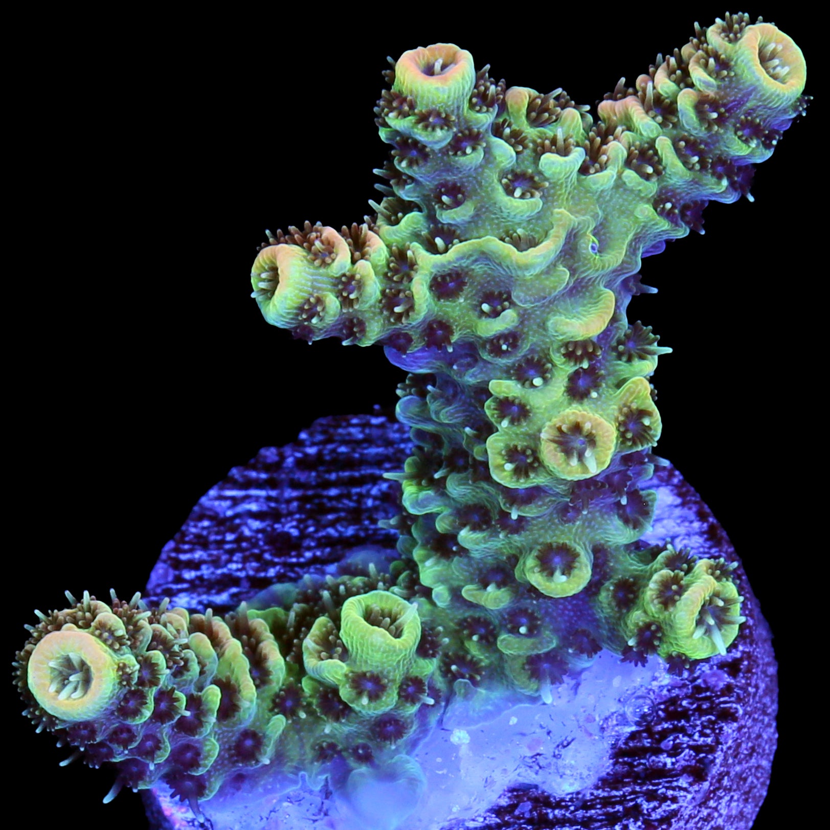 Tangerine Millepora Acropora Coral