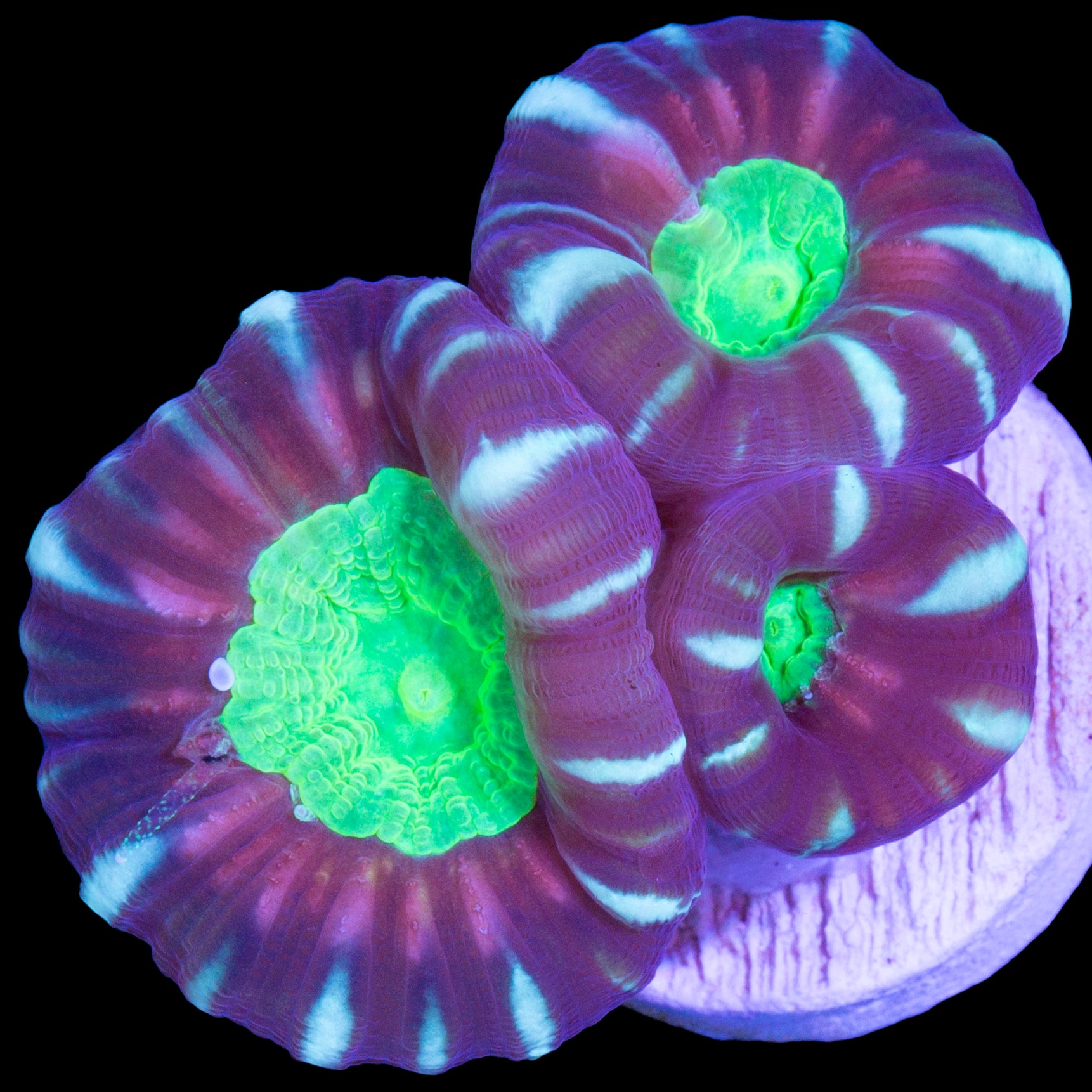 Green Eye Candy Cane Coral