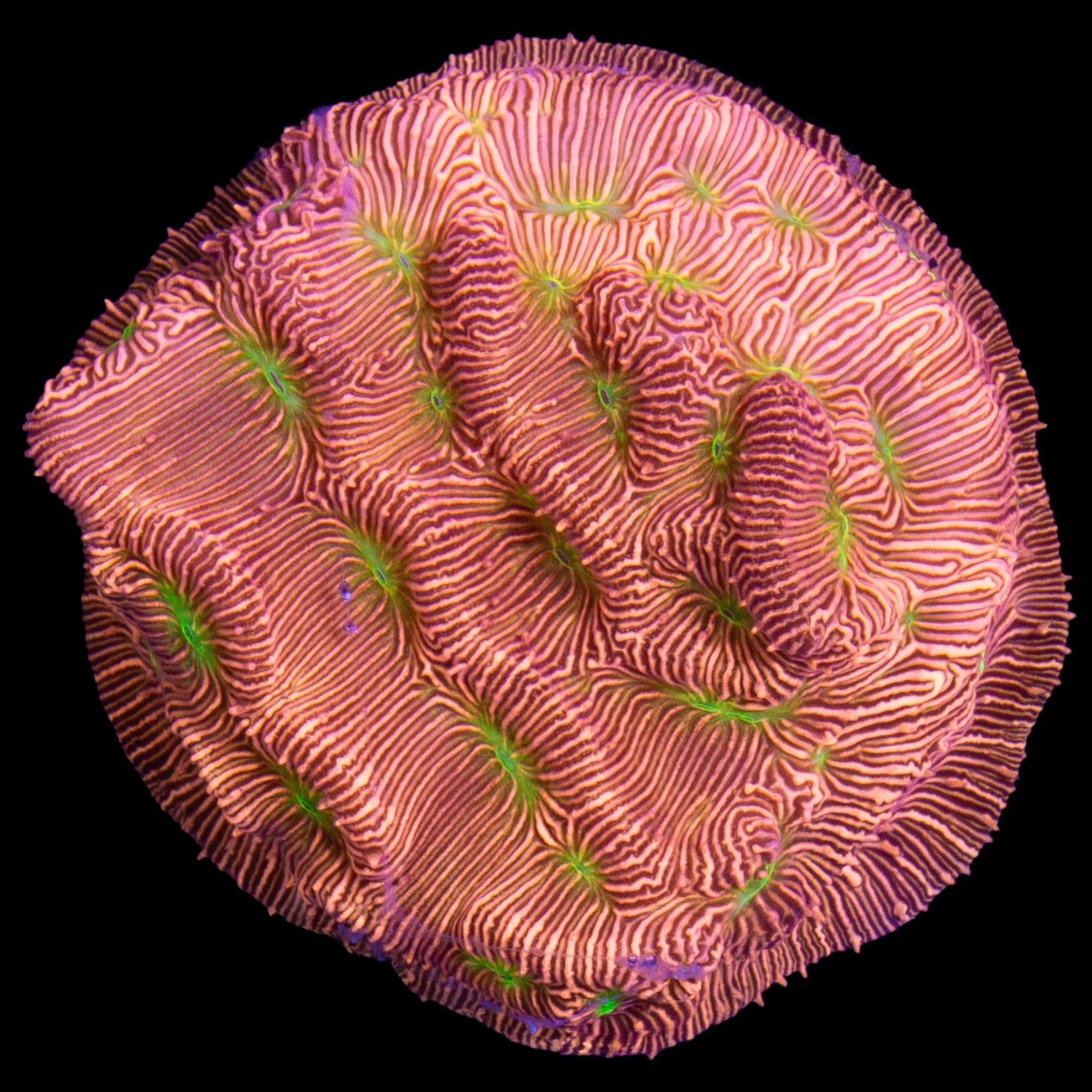 Jack-O-Lantern Leptoseris Coral