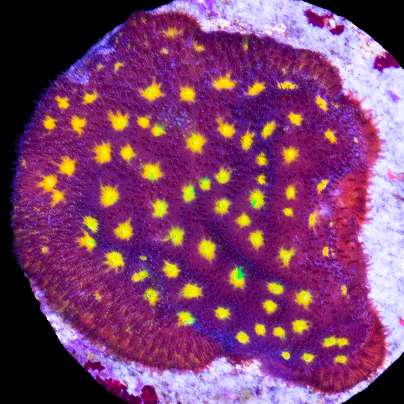 JF Outer Space Psammocora Coral