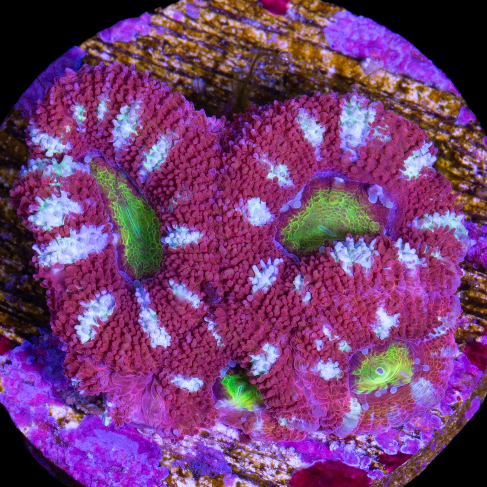 Golden Eye Acan Coral