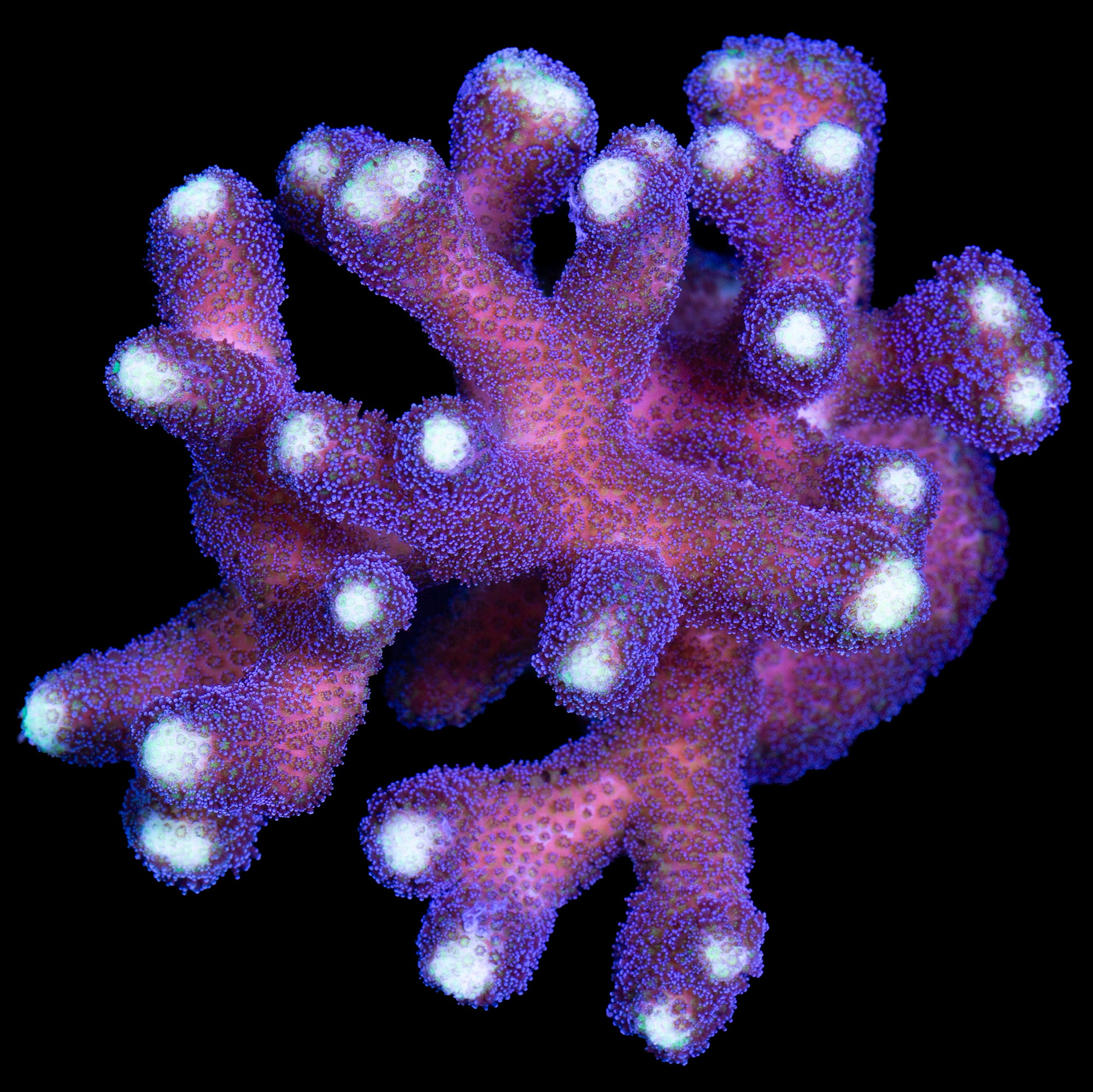 Purple Stylophora Coral Colony