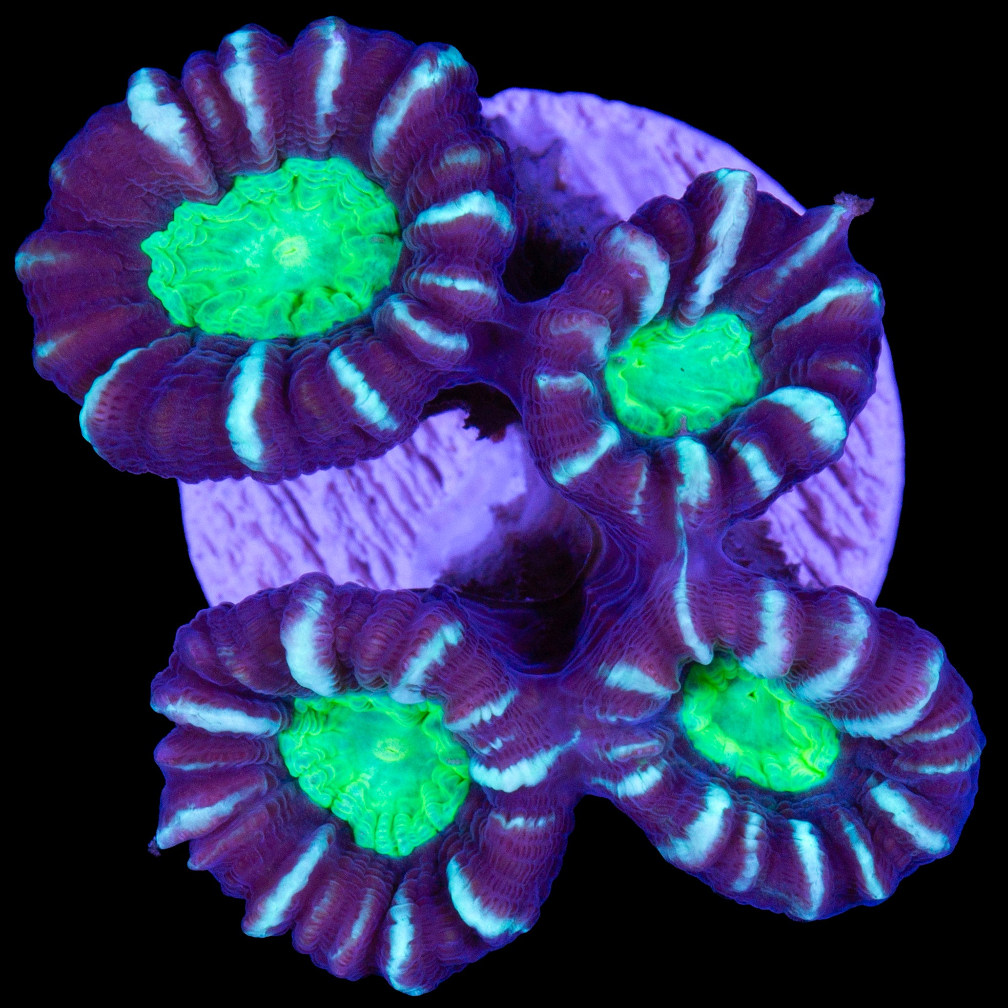 Green Eye Candy Cane Coral