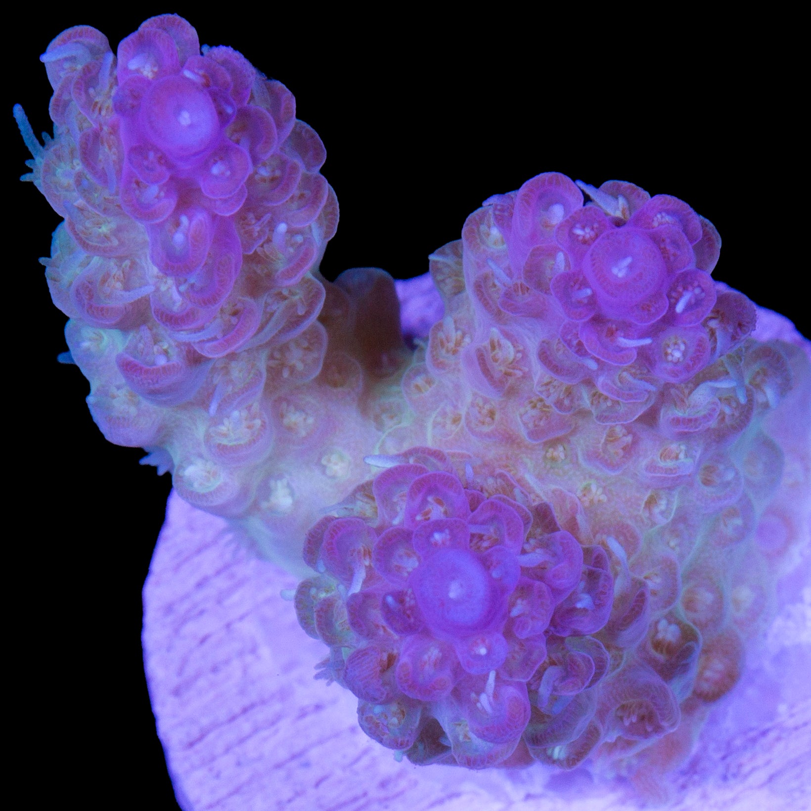 Aussie Pink Tip Tabling Acropora Coral