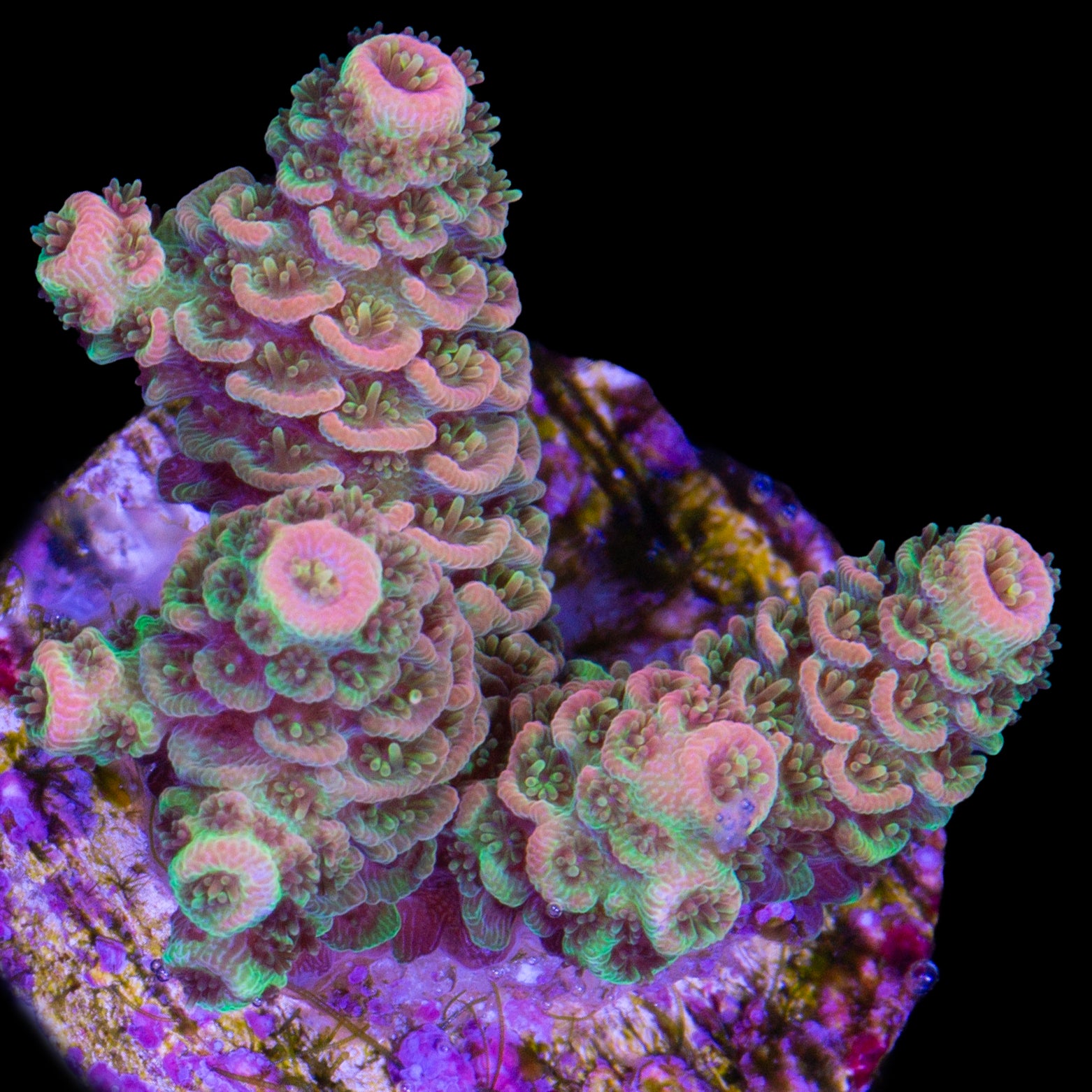 Tangerine Millepora Acropora Coral