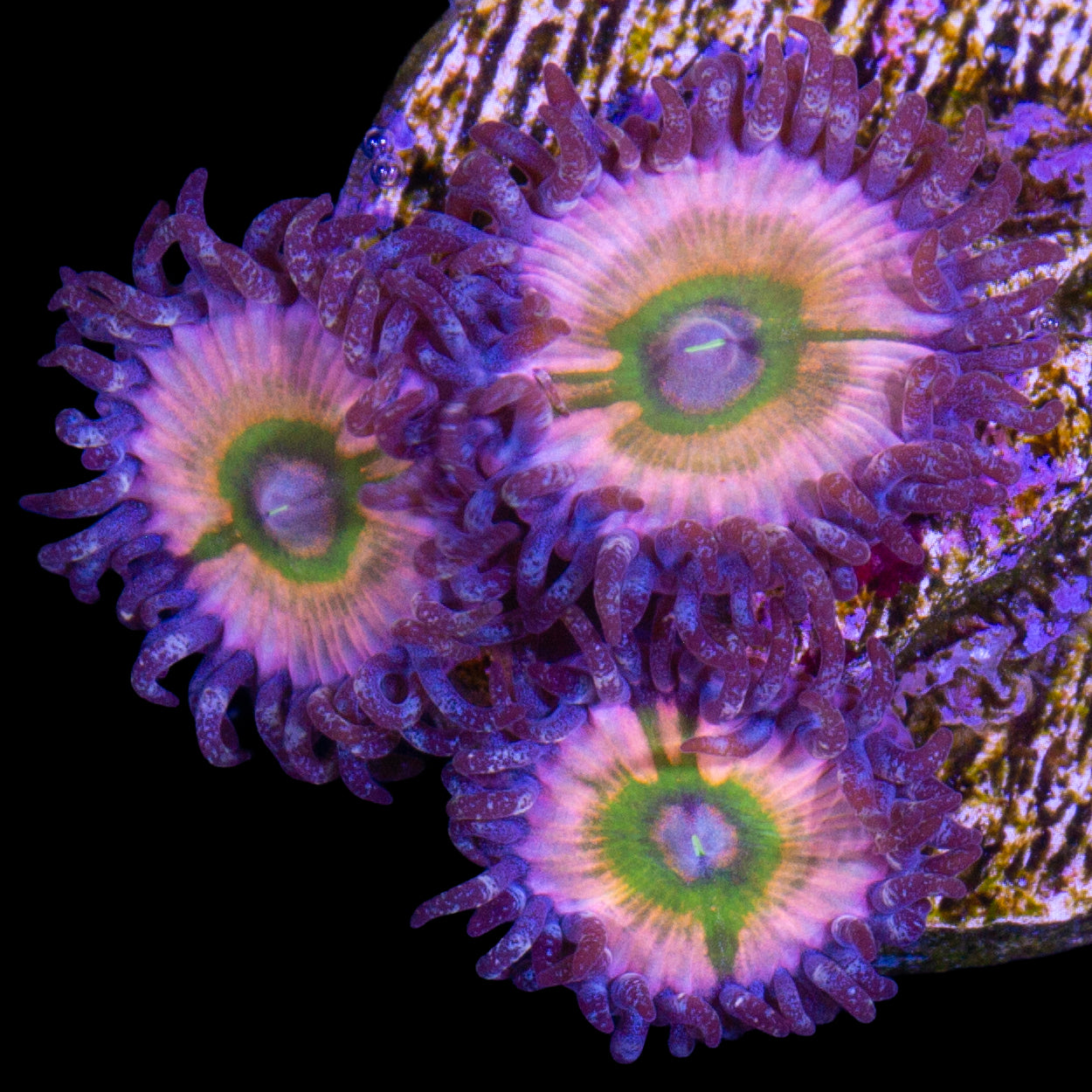 Rainbow Infusion Zoanthid Coral