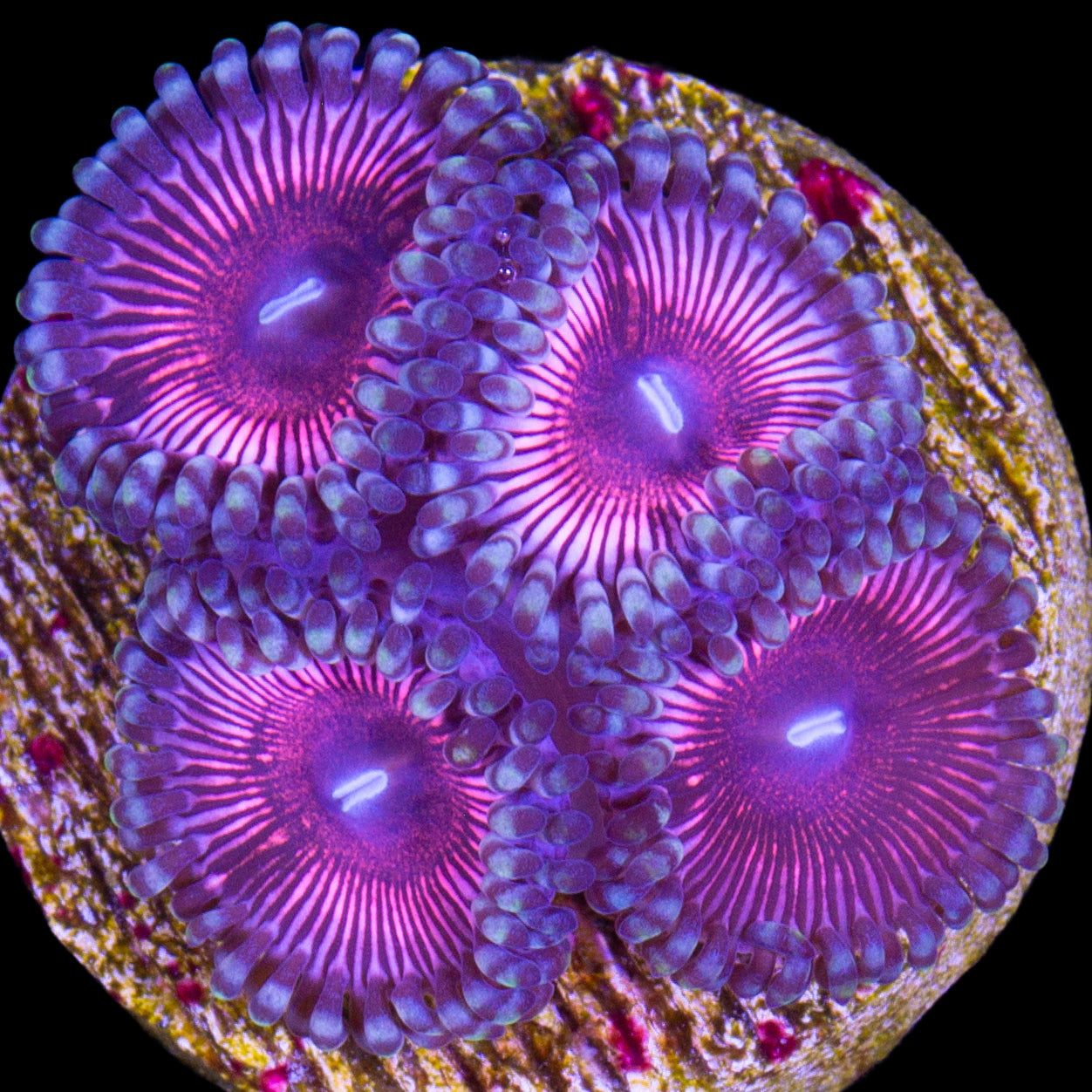 Cat's Eye Zoanthids