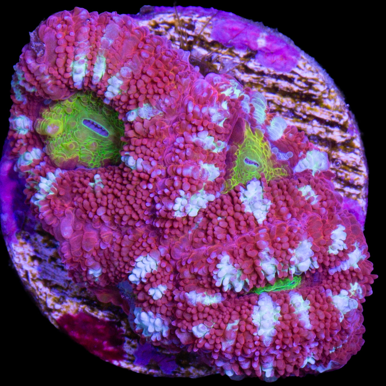Golden Eye Acan Coral