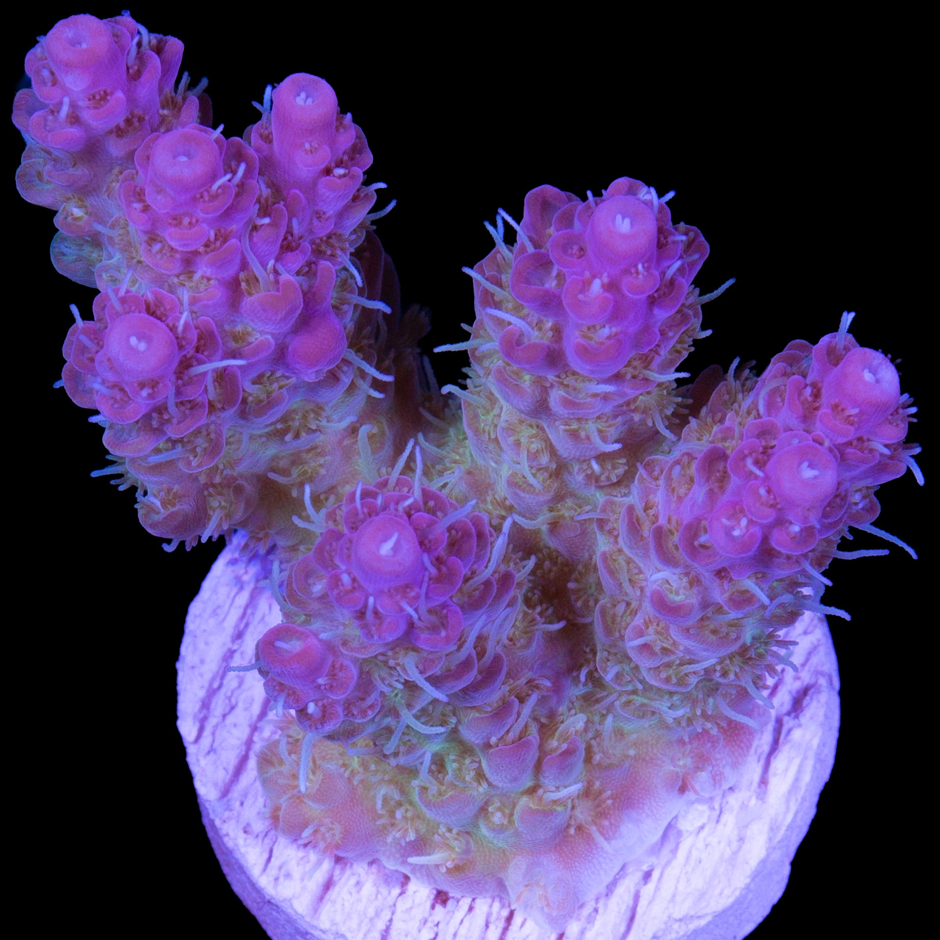 Aussie Pink Tip Tabling Acropora Coral