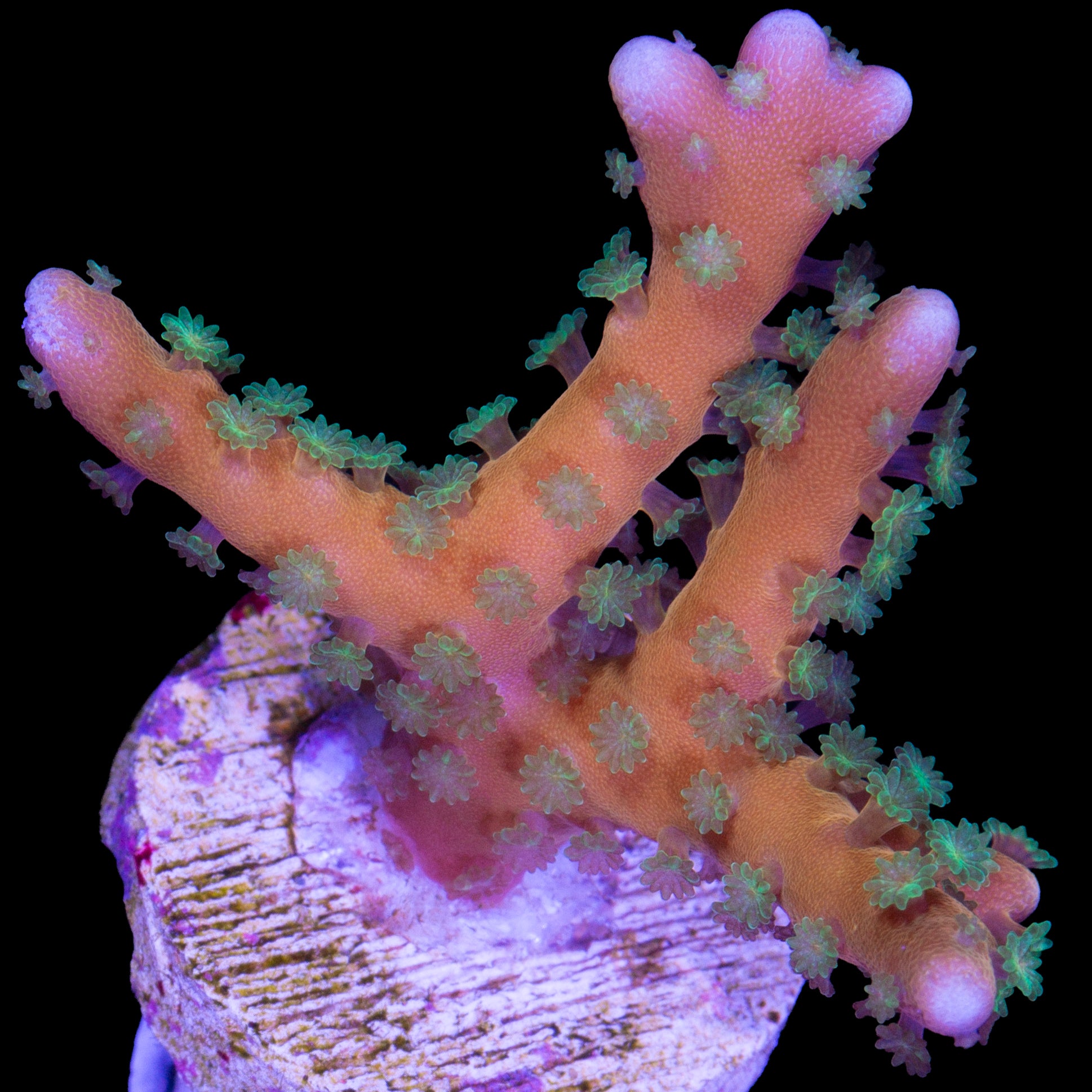 Tropicana Anacropora Coral