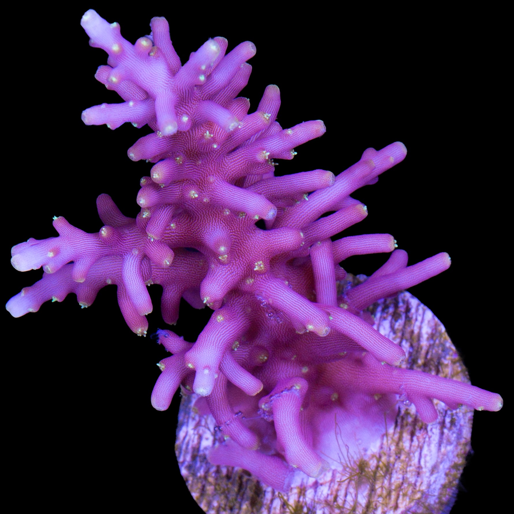 Little Red Ferrari Acropora Coral - Lg Frag