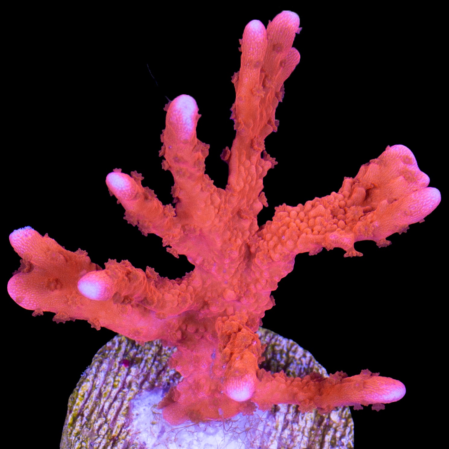 JF Firestarter Hirsuta Montipora Coral