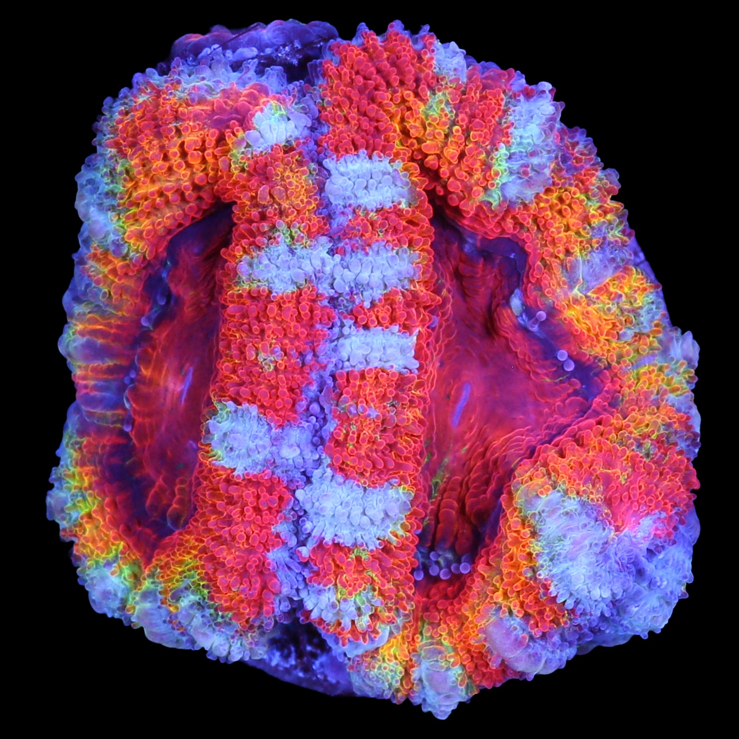 Rainbow Acan Coral