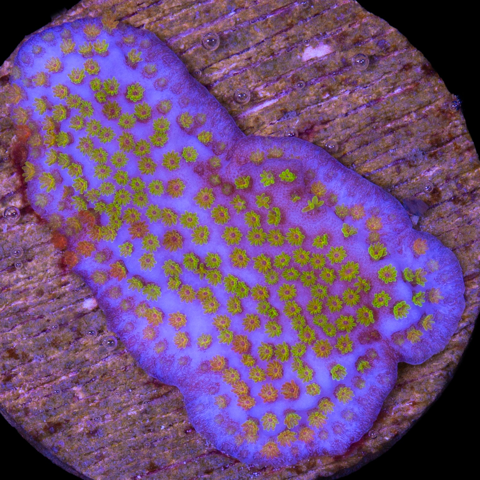 Rainbow Montipora Coral