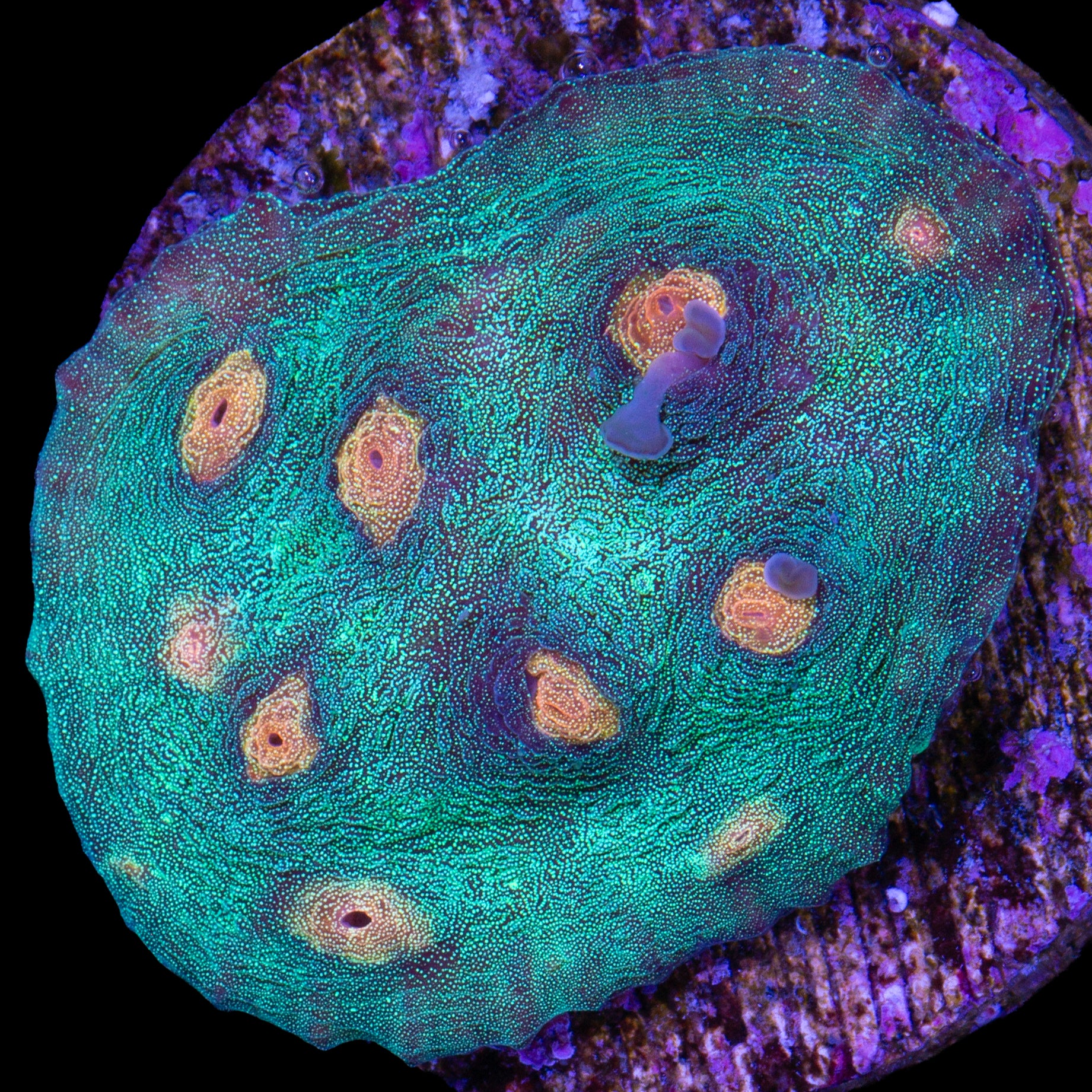 Yellow Eye Mycelium Coral