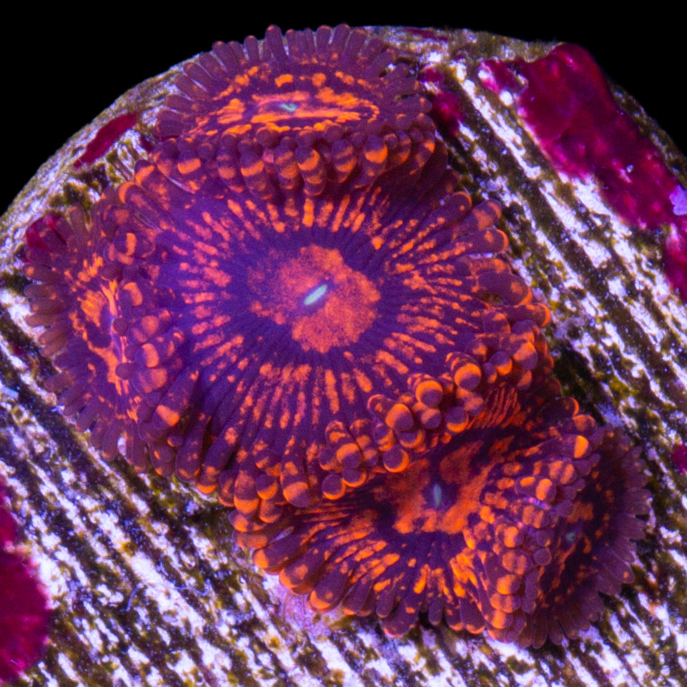 Vivid's Darth Maul Zoanthids