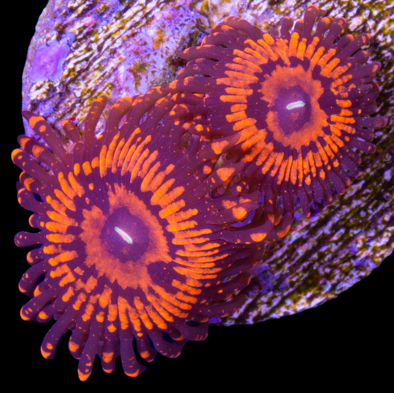 Vivid's Valentines Day Massacre Zoanthids