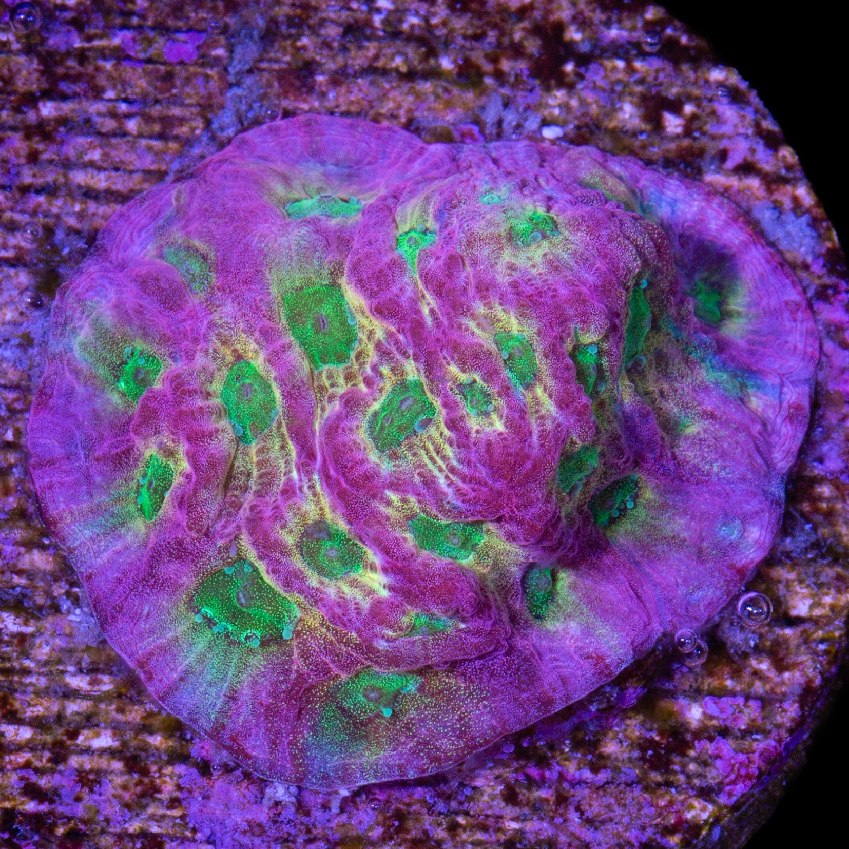 JF Dayglow Favia Coral