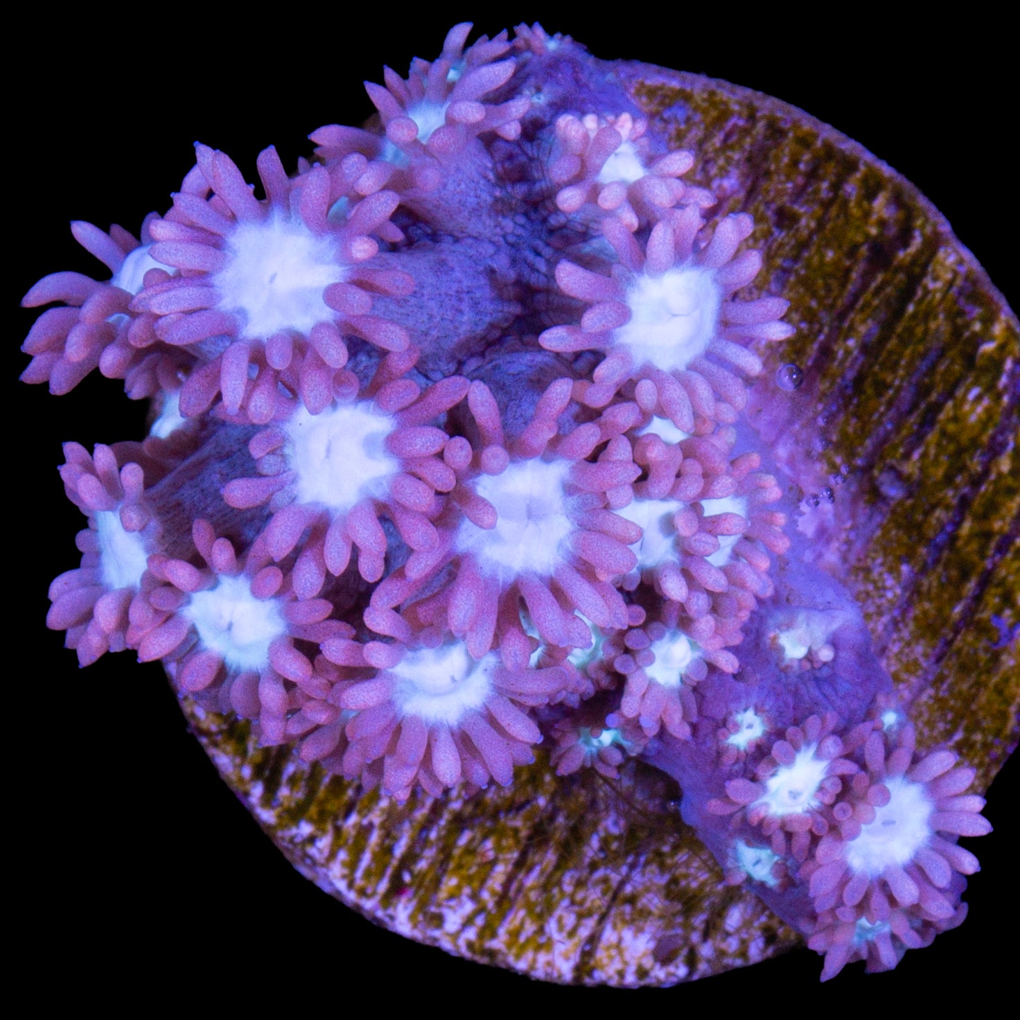 Malaysian Fire & Ice Goniopora Coral