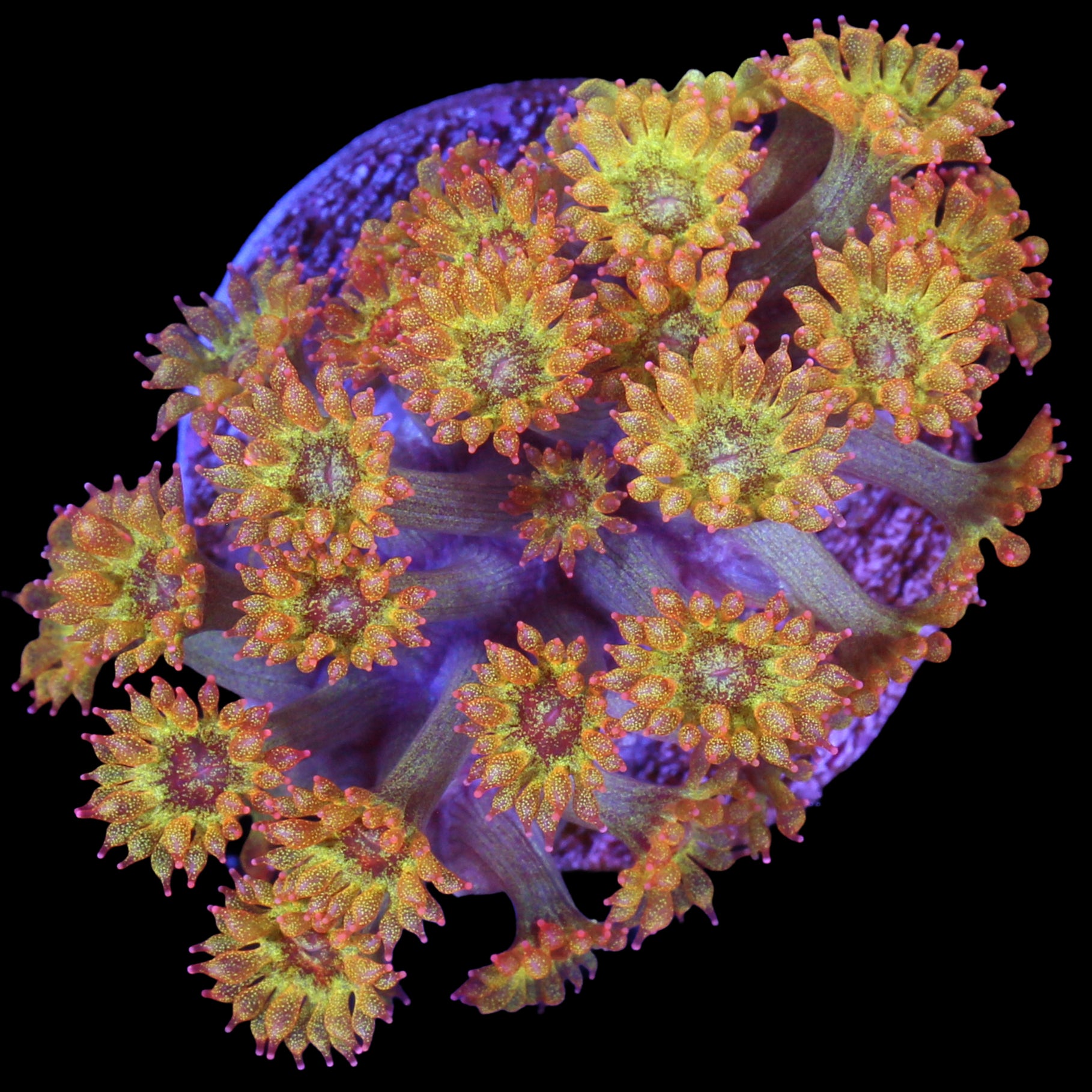 Golden Glitter Bernardpora Coral
