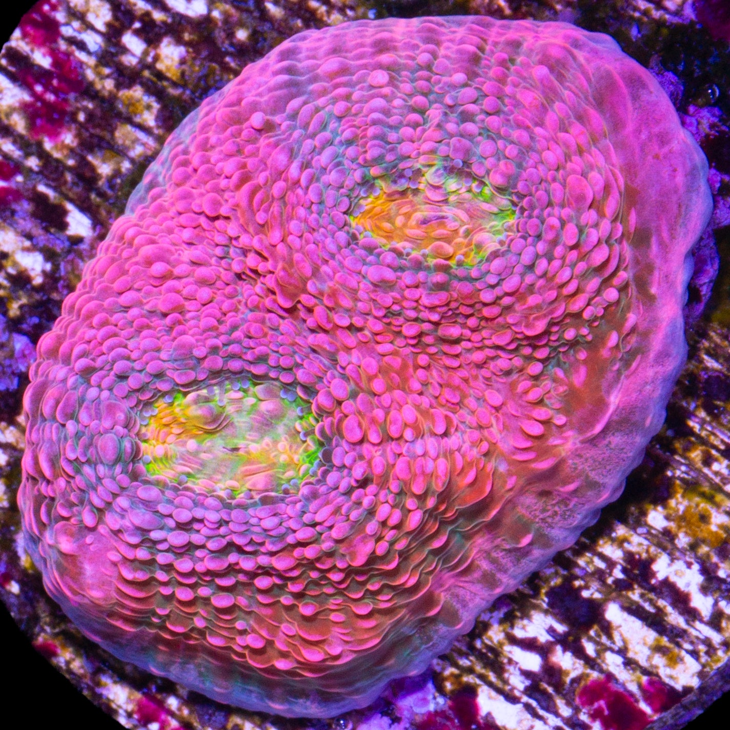 Original Vivid Echinophyllia Coral