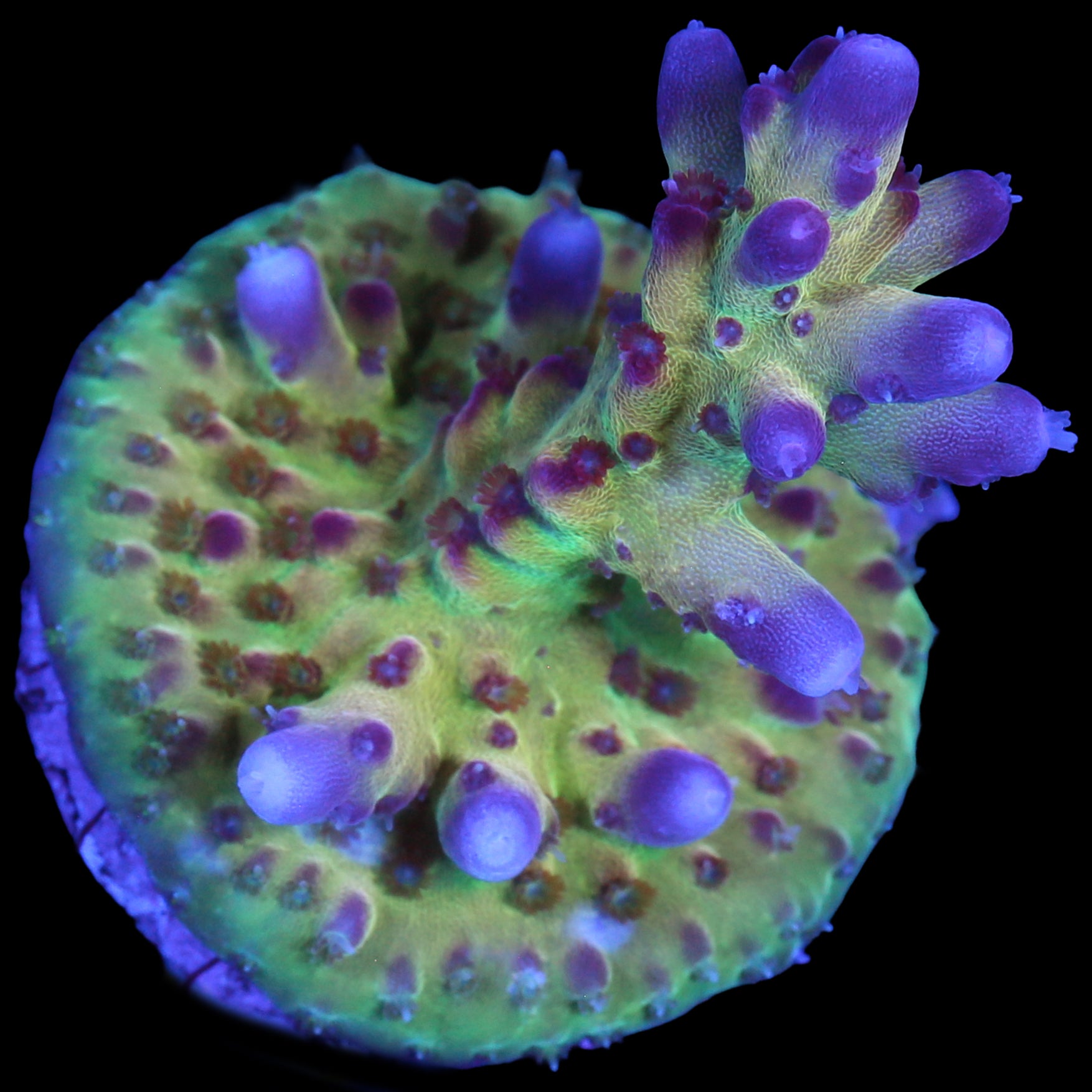 RRC OG Avenger Acropora Coral