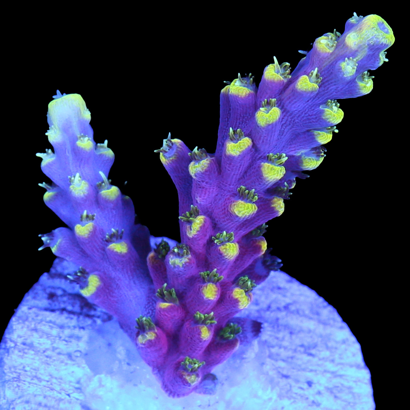 Sexy Stiletto Acropora Coral - 800 Grown