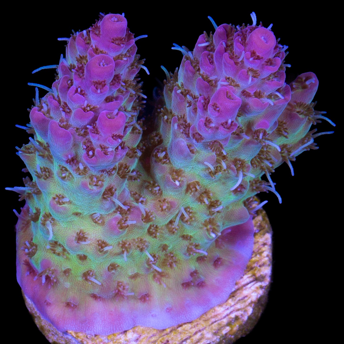Aussie Pink Tip Tabling Acropora Coral