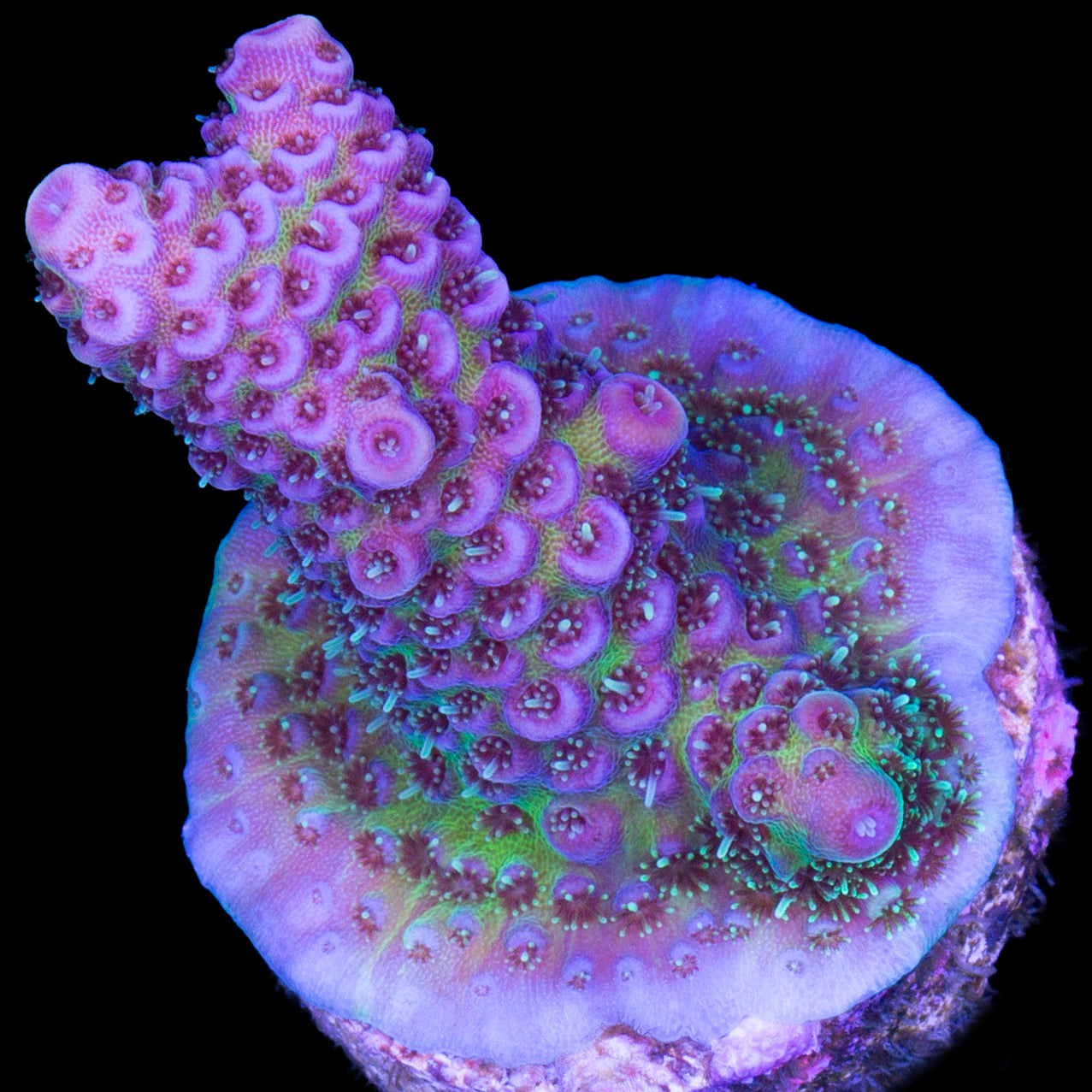 Festive Acropora Coral