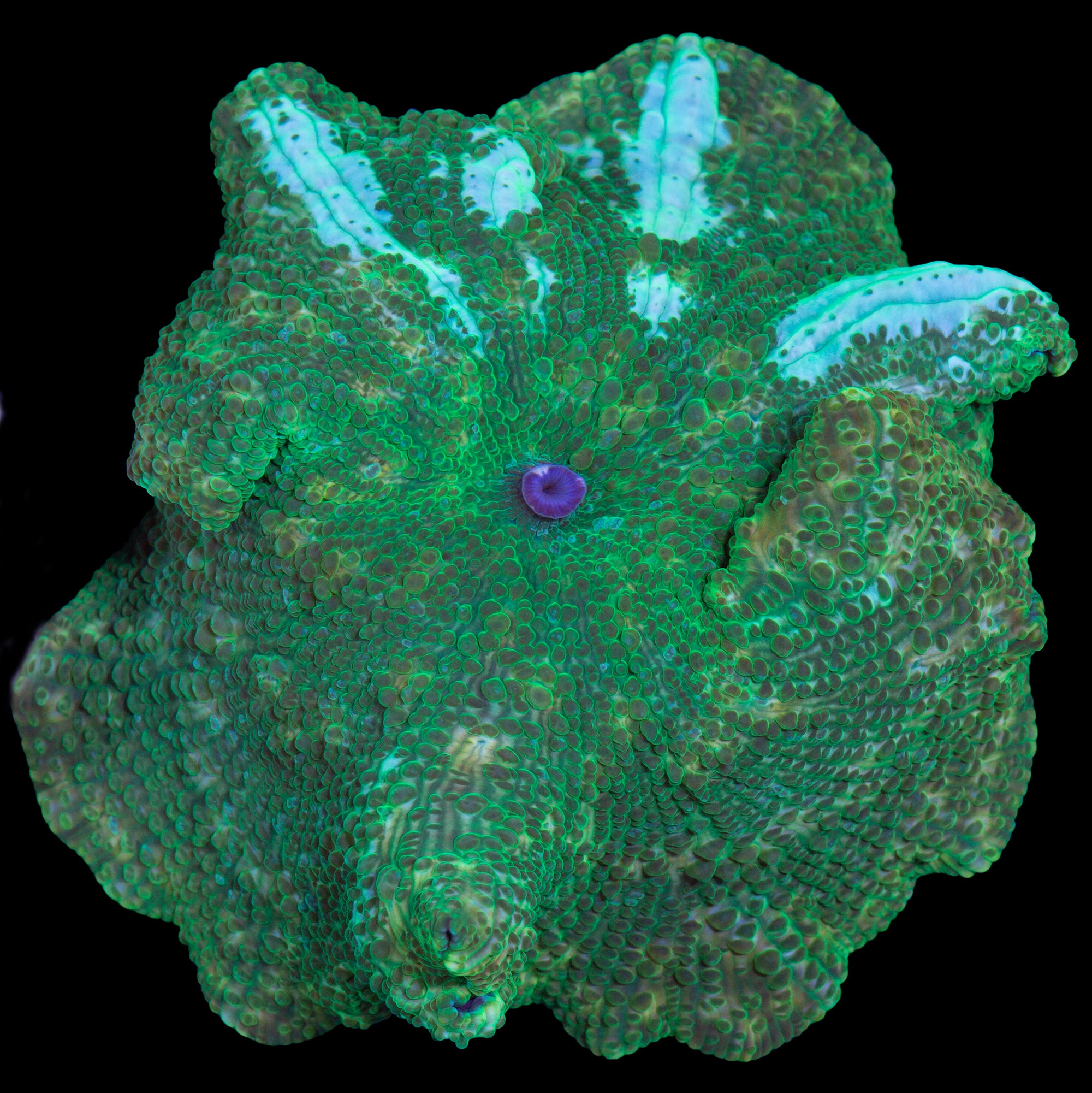 2.5" Green Striped Mushroom