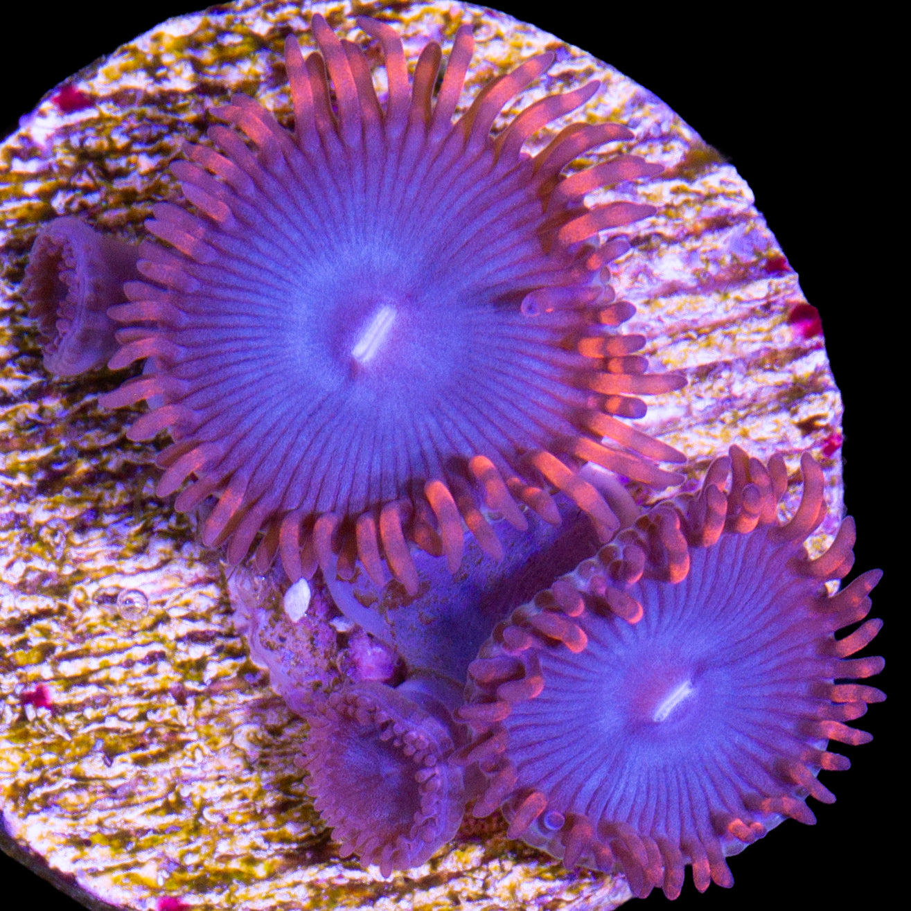 Vivid's Superman Zoanthids