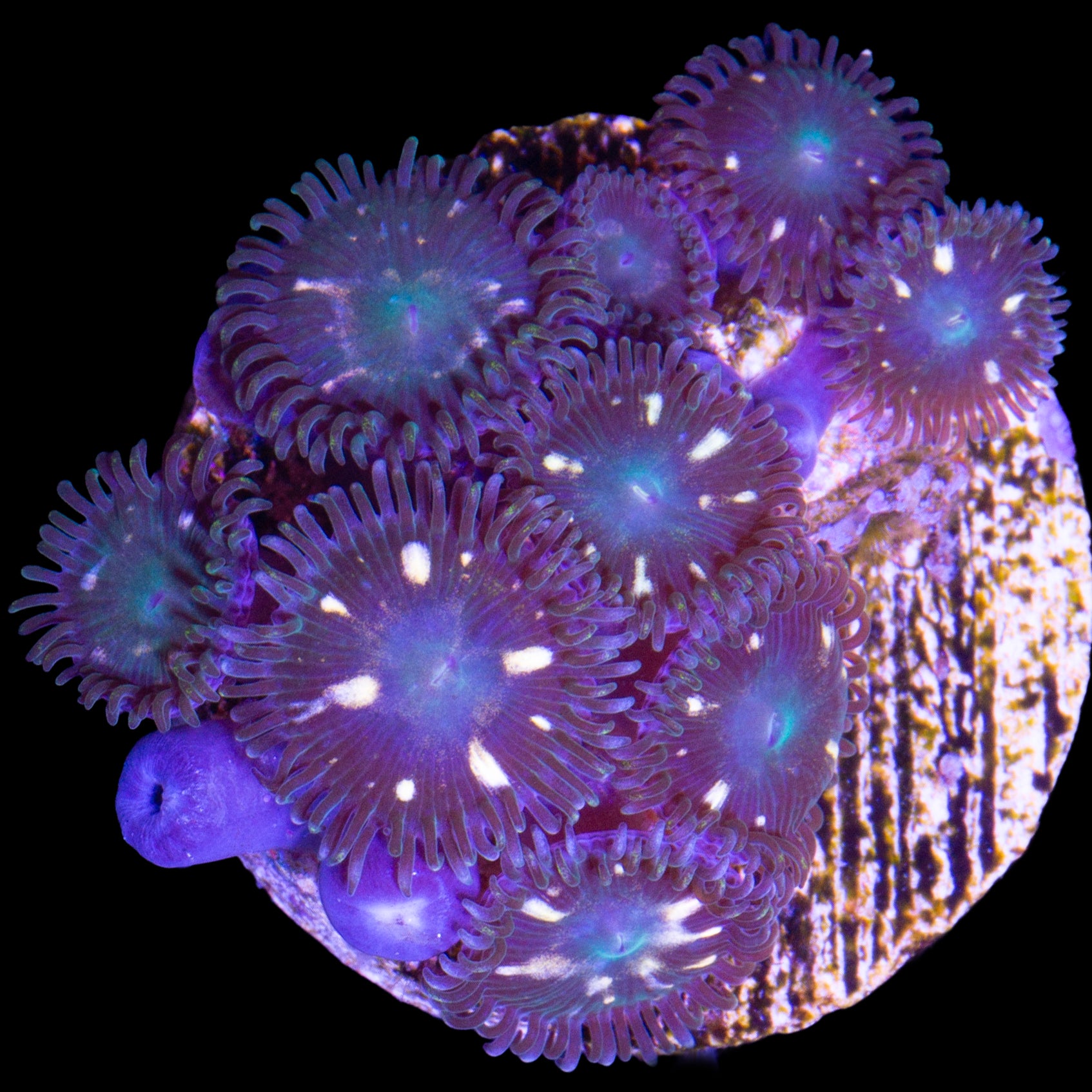 Vivid's Lost World Zoanthids