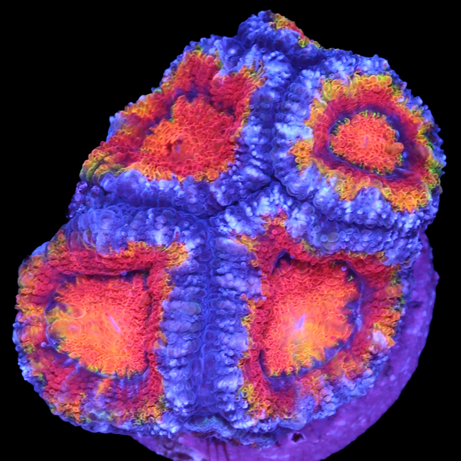 Rainbow Acan Coral