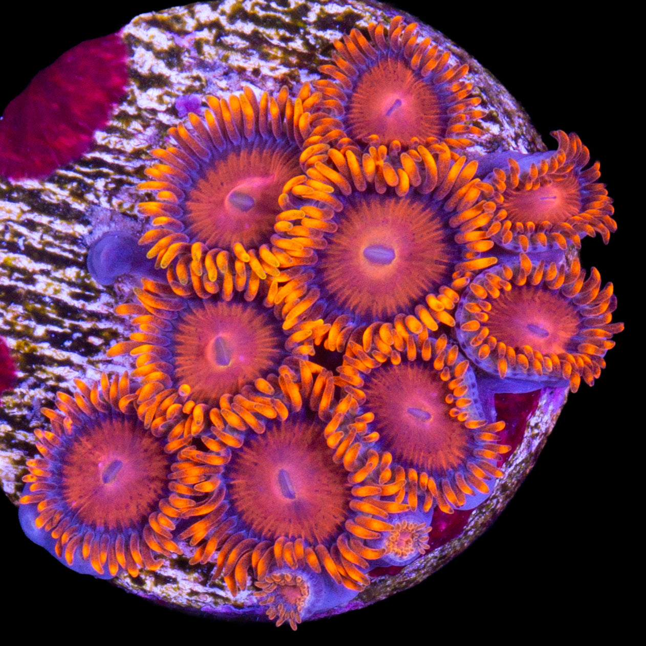 Vivid's Orange Bam Bam Zoanthids