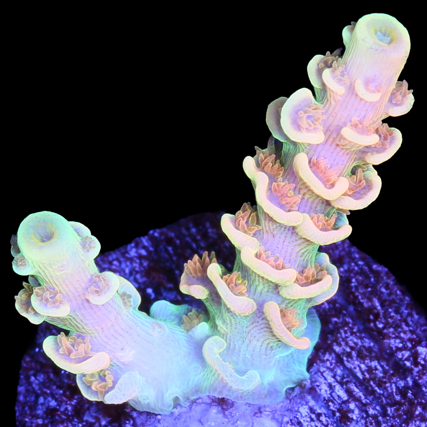 Aquaman Acropora Coral