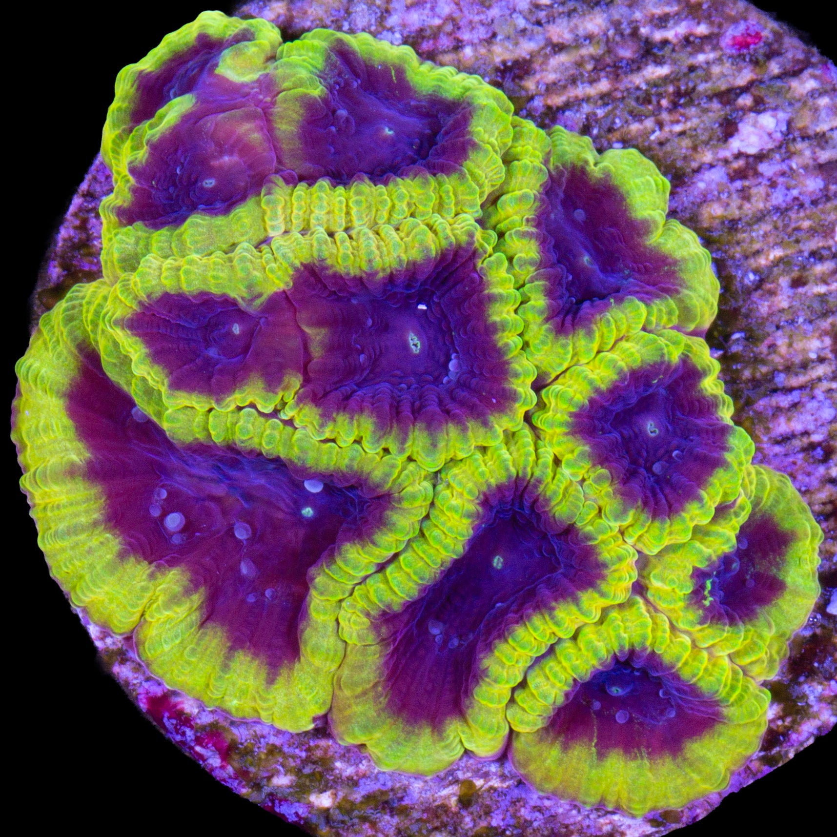 Wolverine Favia Coral