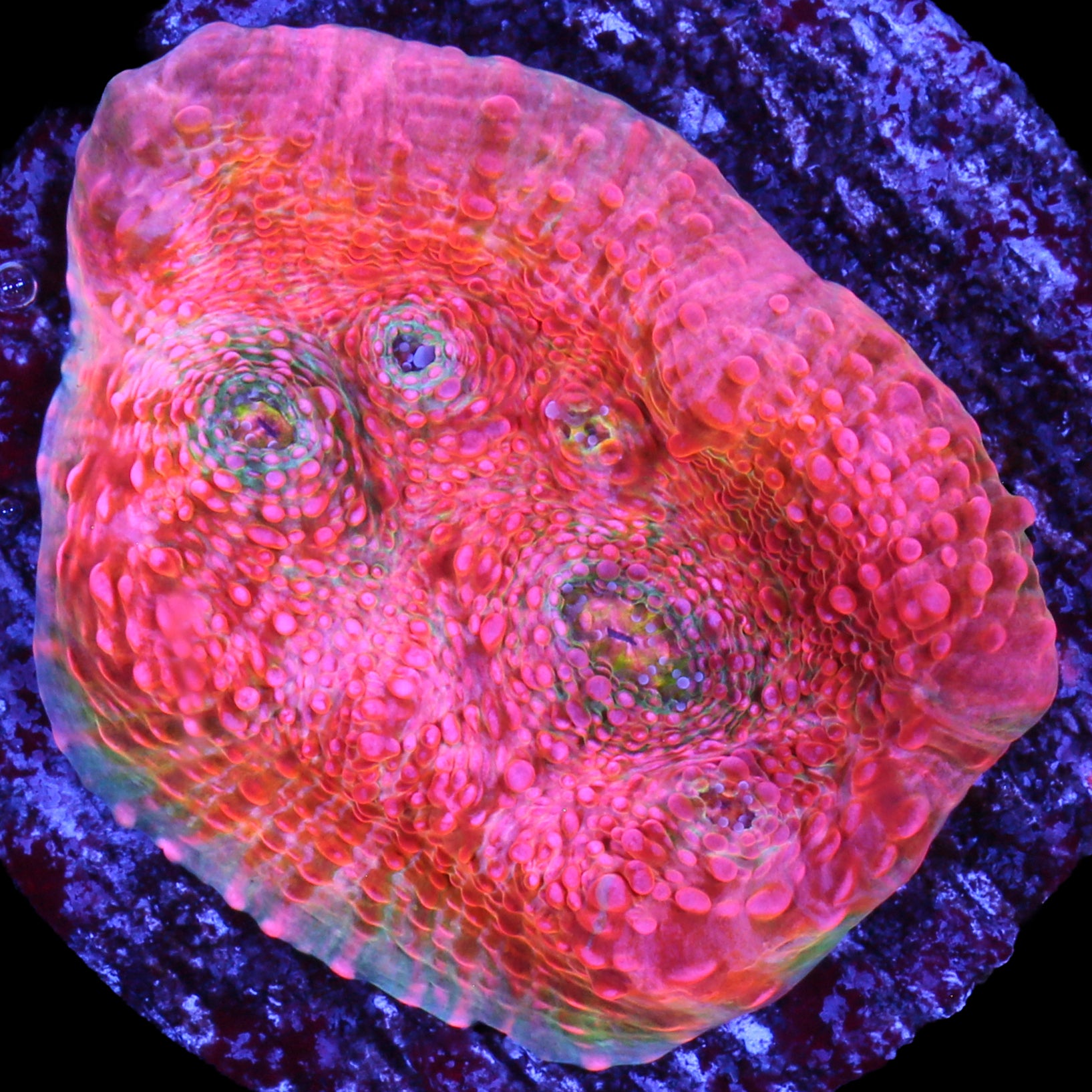 Original Vivid Echinophyllia Coral